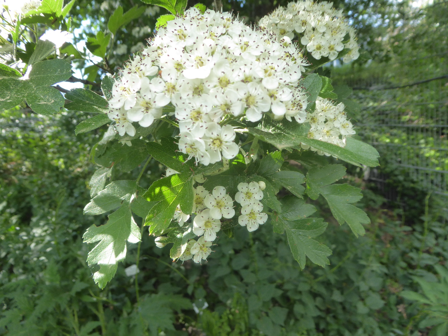 Crataegus nigra - Dresden Botanischer Garten  - Mai 2022