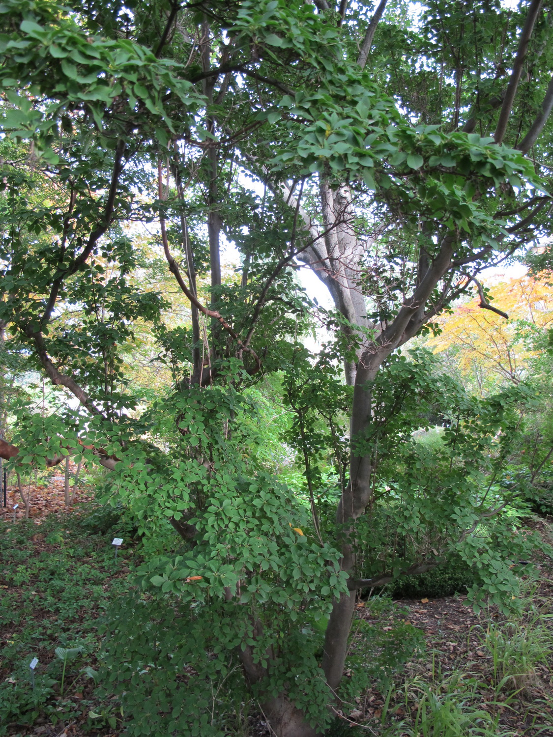 campanulatus Enkianthus