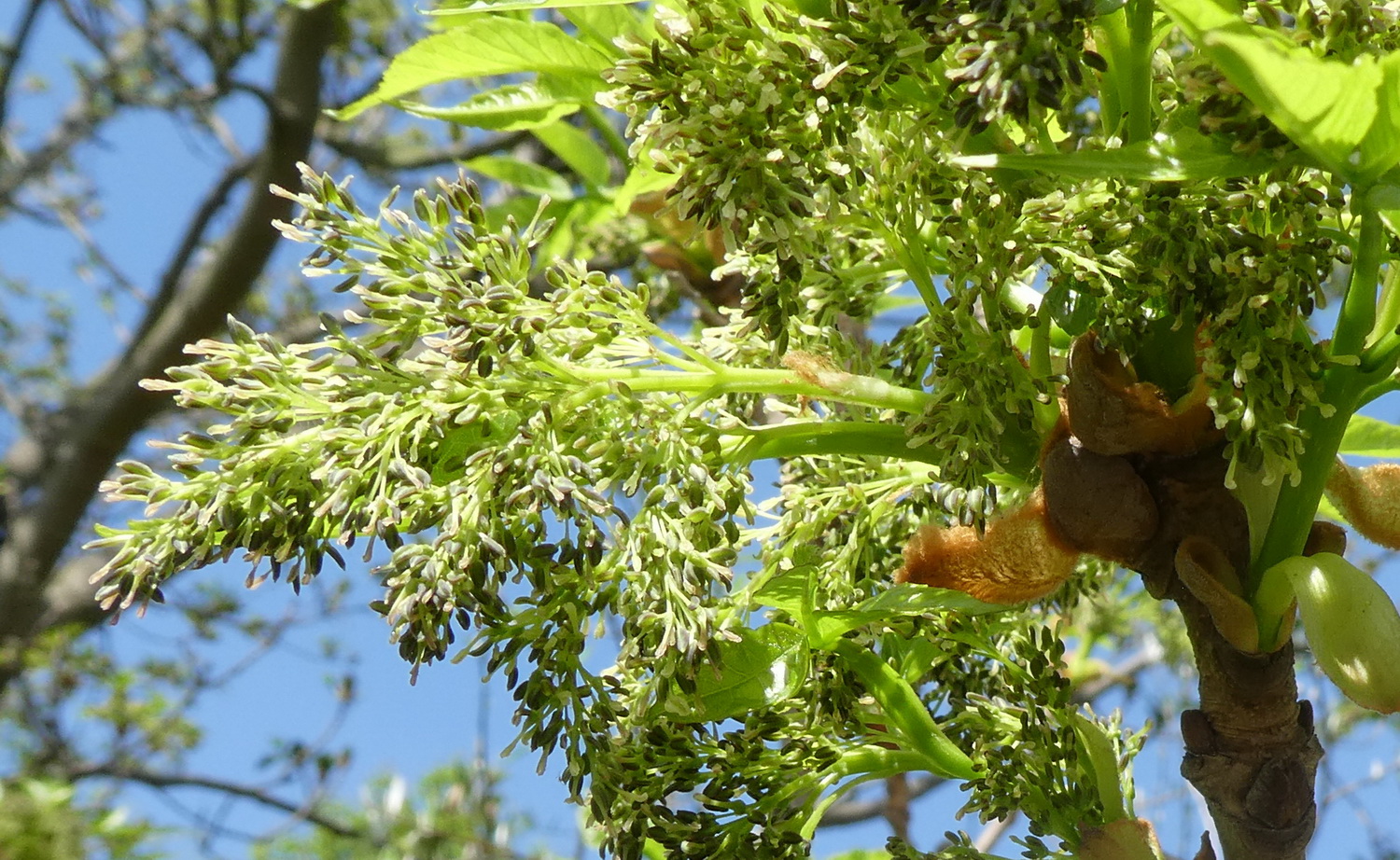 Fraxinus chinensis subsp. rhynchophylla - Dresden Botanischer Garten - April 2018