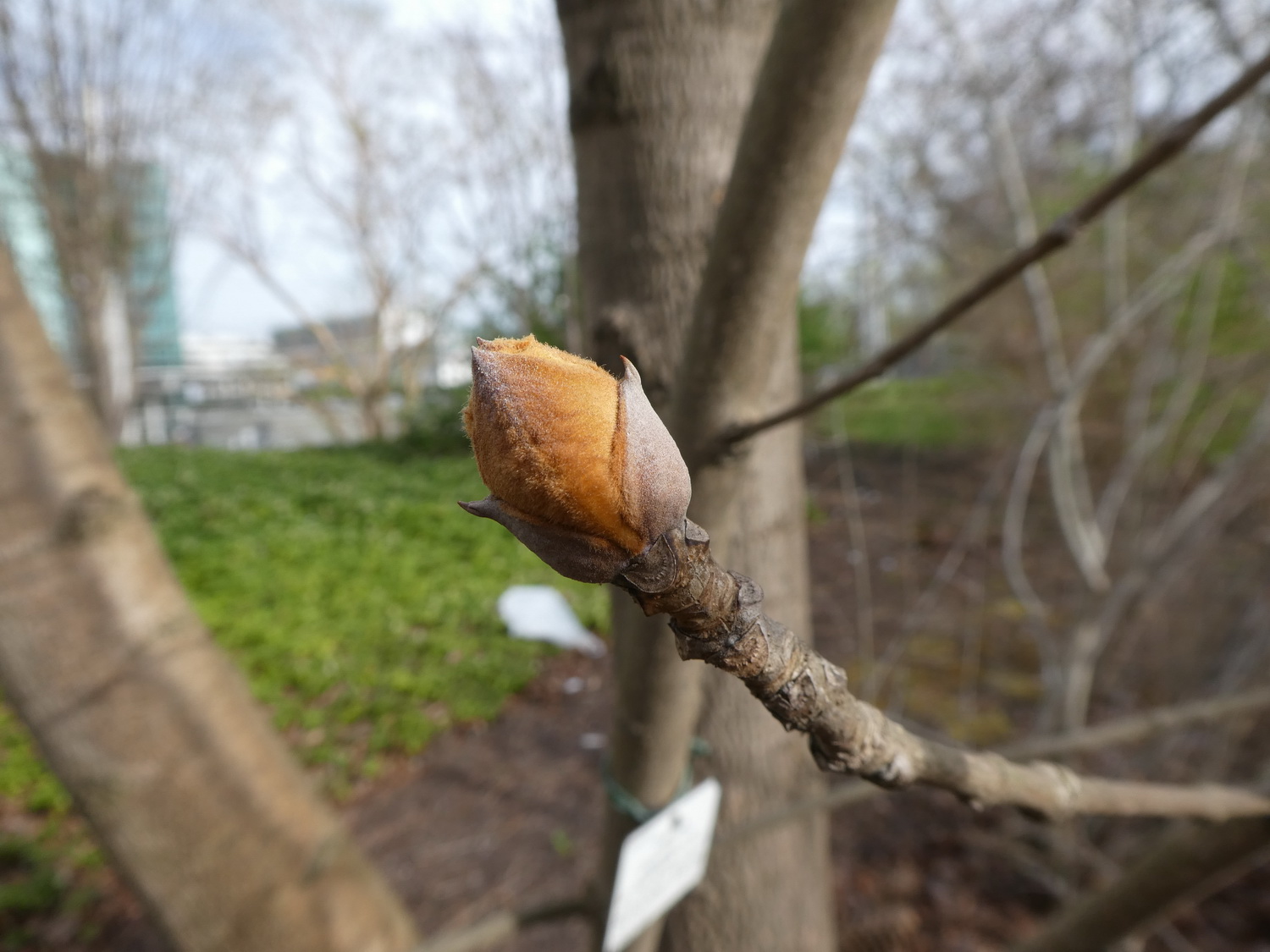 Fraxinus chinensis subsp. rhynchophylla - Dresden Botanischer Garten - April 2018