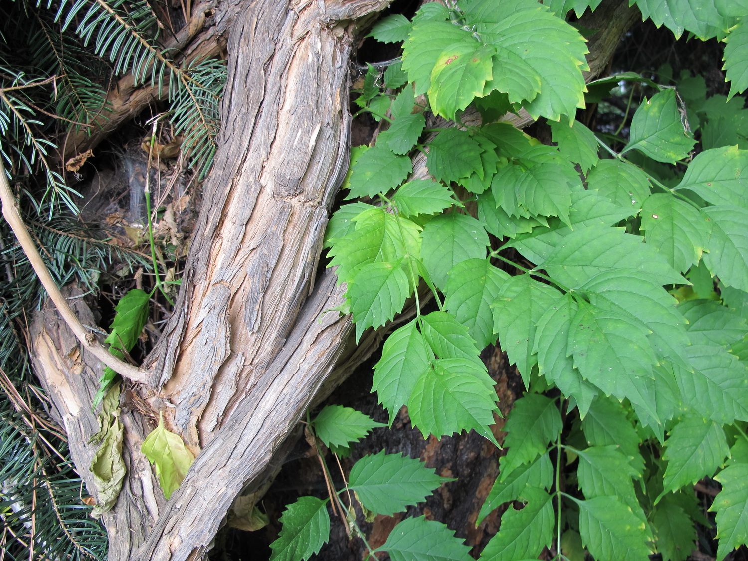 Campsis radicans - Dresden Botanischer Garten - Oktober 2012