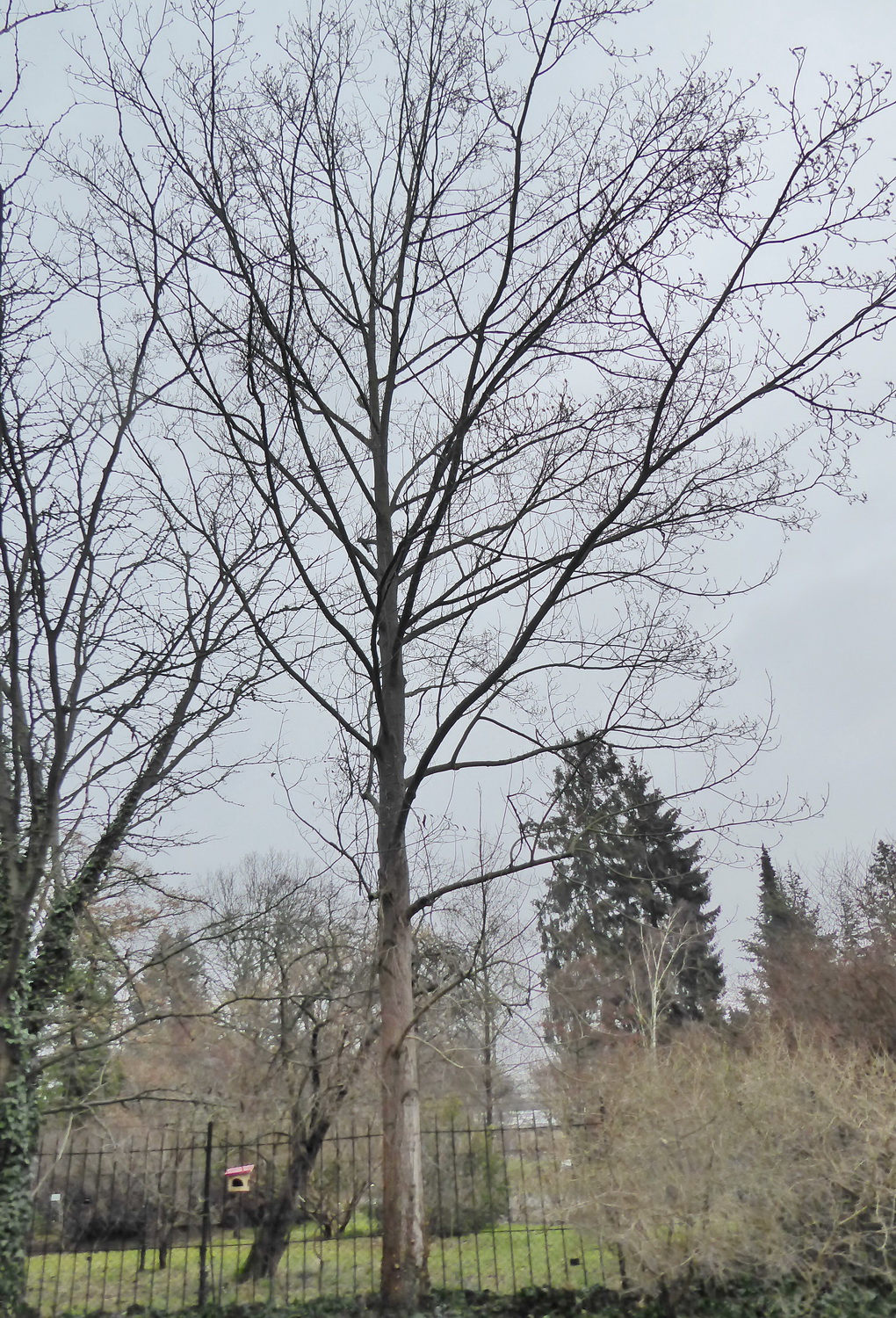 chinense Liriodendron