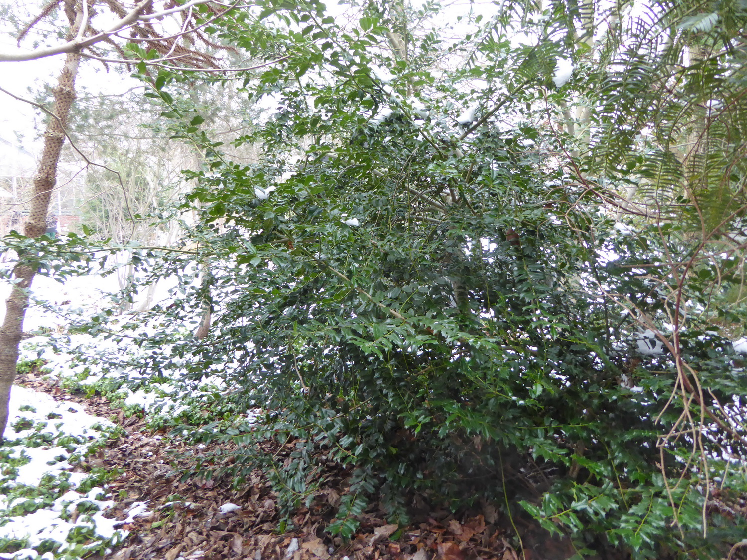 colchica Ilex