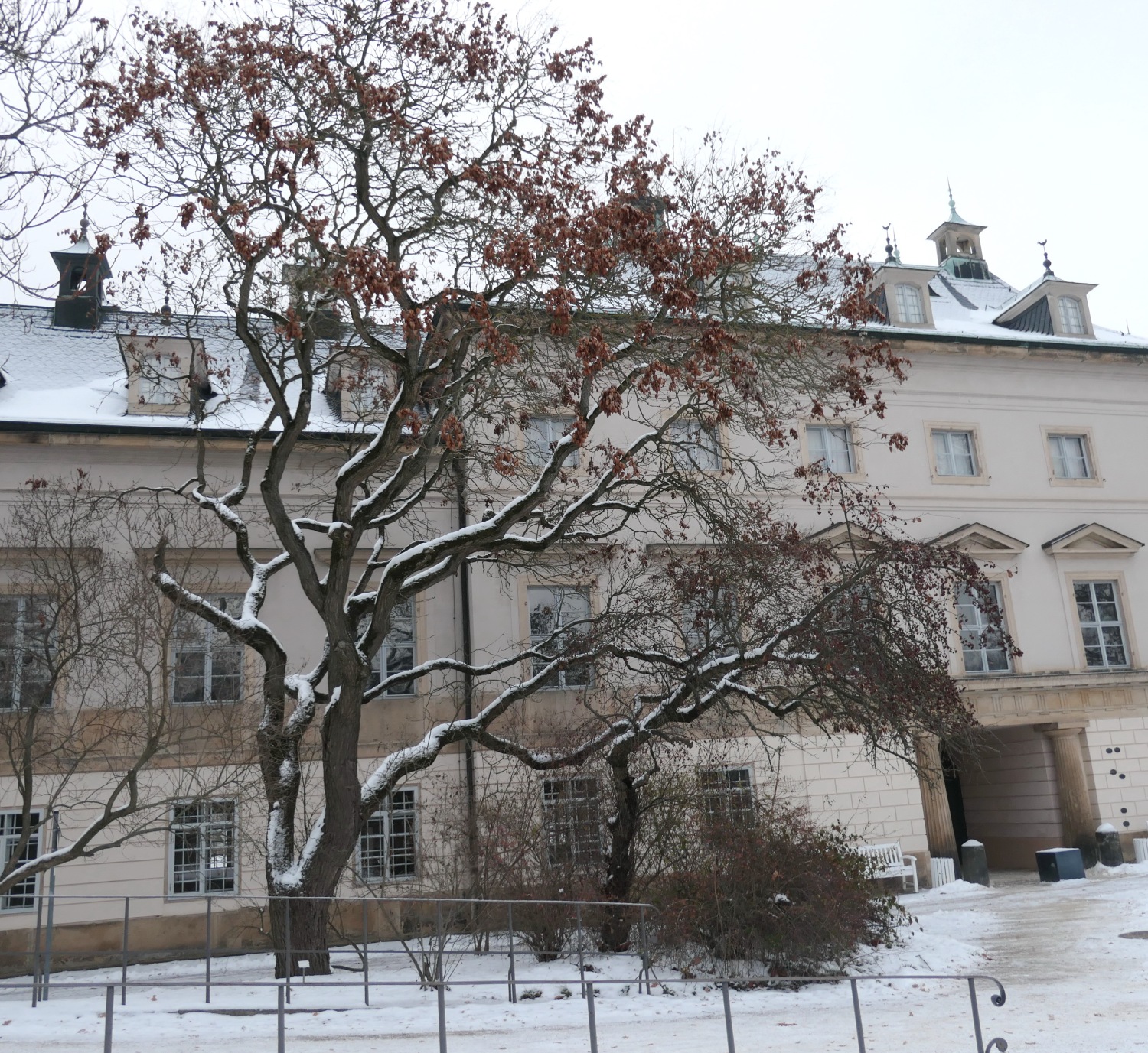 Koelreuteria paniculata