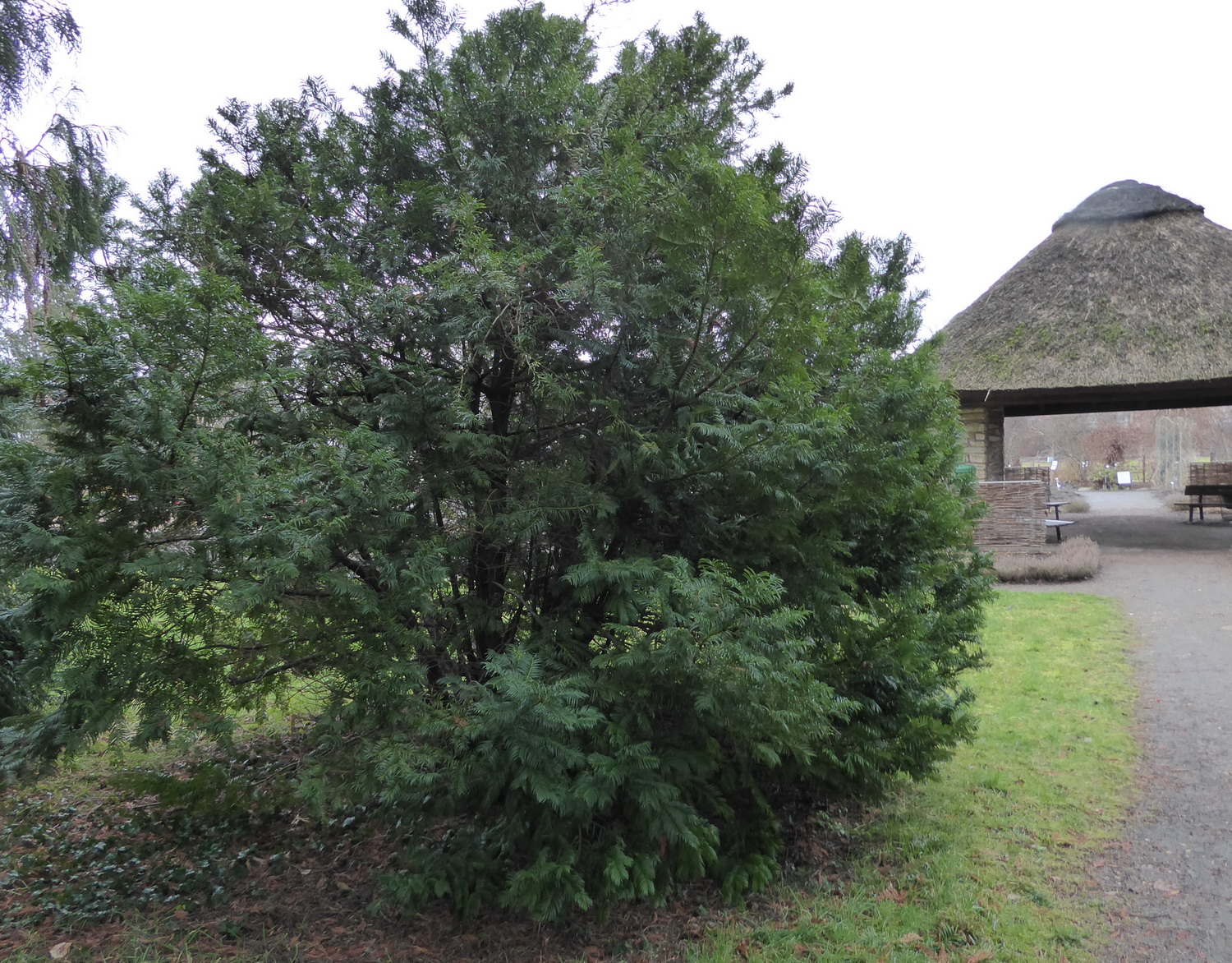 Cephalotaxus harringtonii var. drupacea