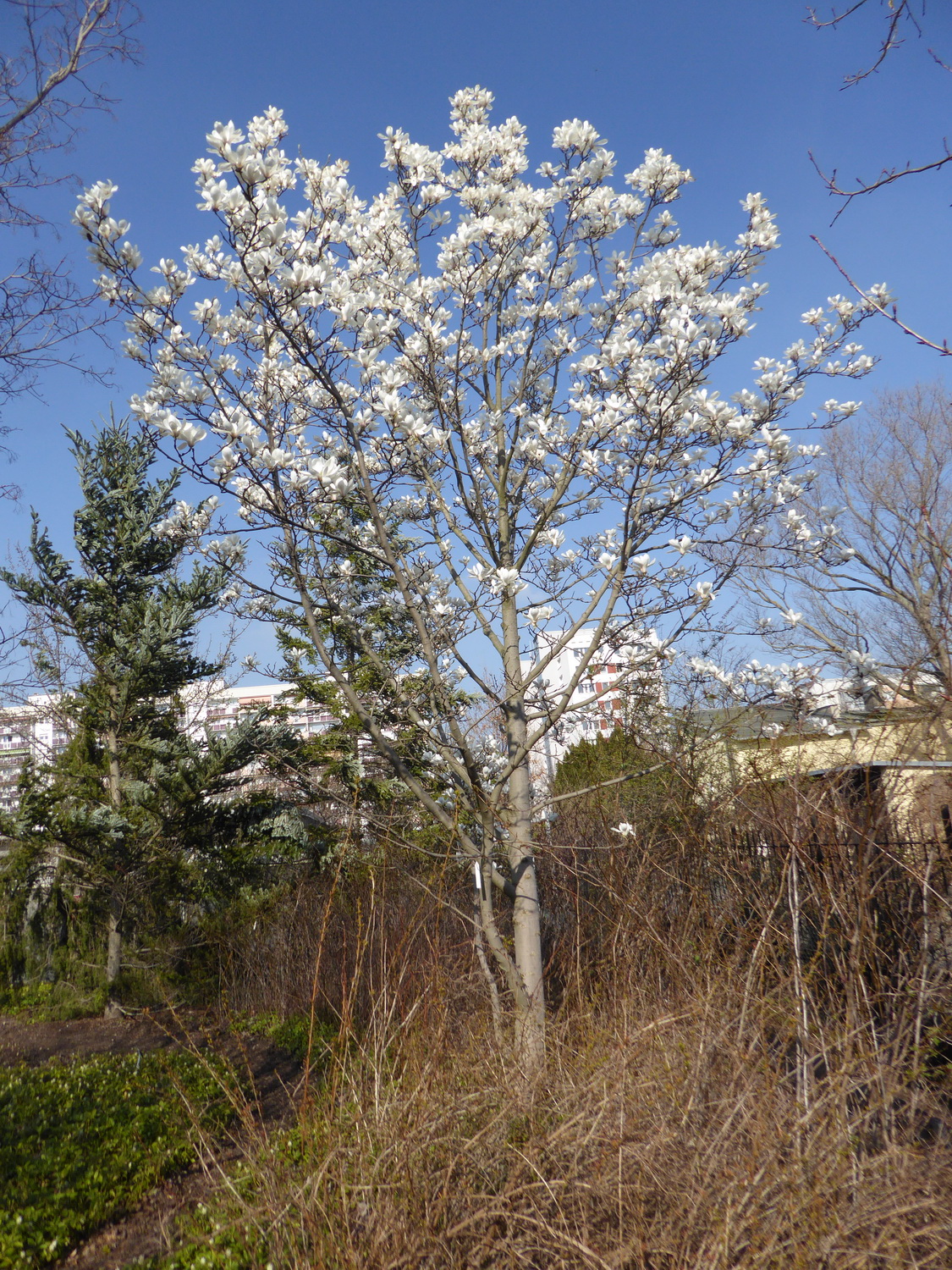 Magnolia sprengeri - Dresden Botanischer Garten - März 2019