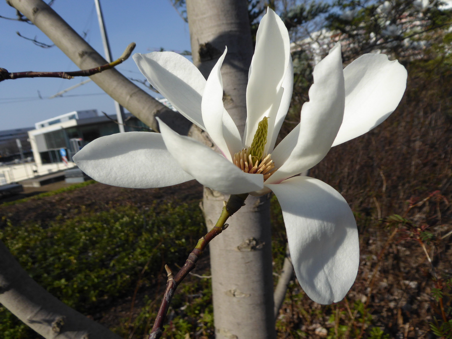 Magnolia sprengeri - Dresden Botanischer Garten - März 2019