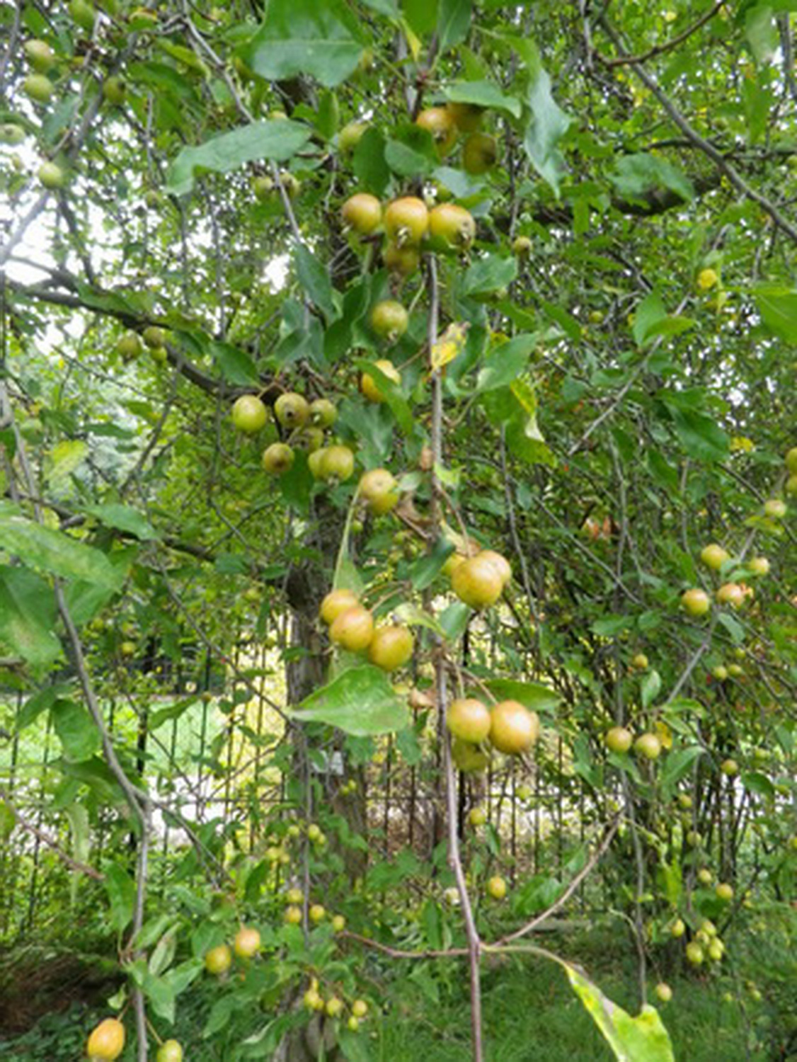 Malus prunifolia - Dresden Botanischer Garten - Oktober 2012