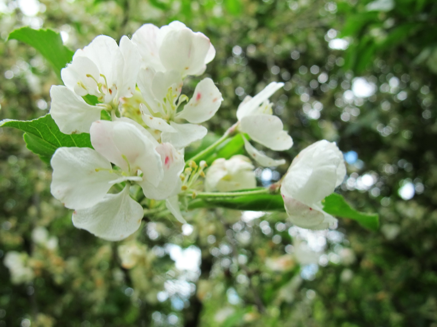 Malus prunifolia - Dresden Botanischer Garten - Mai 2013