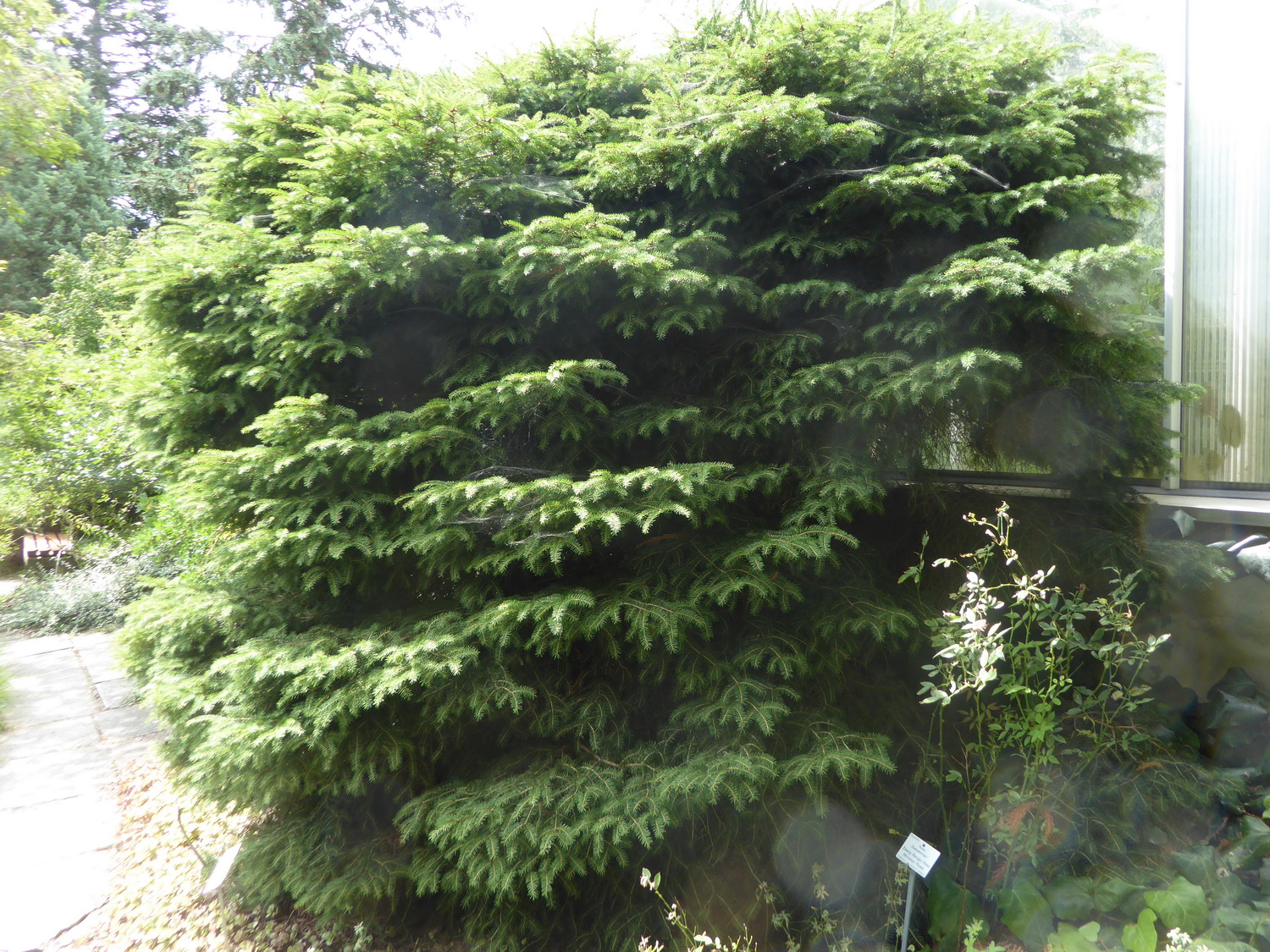 'Nidiformis' abies Picea