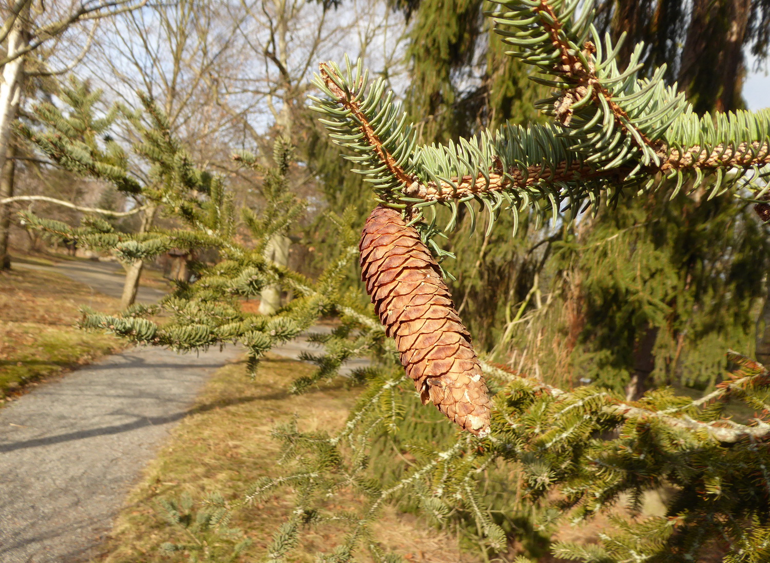 Picea asperata - Dresden Botanischer Garten - Januar 2020
