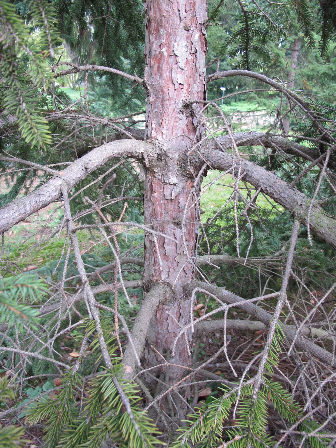 Picea asperata - Dresden Botanischer Garten - Oktober 2012