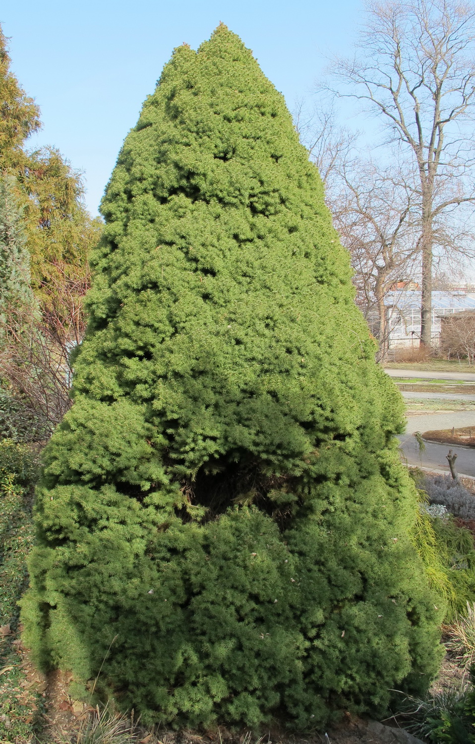 'Conica' glauca Picea