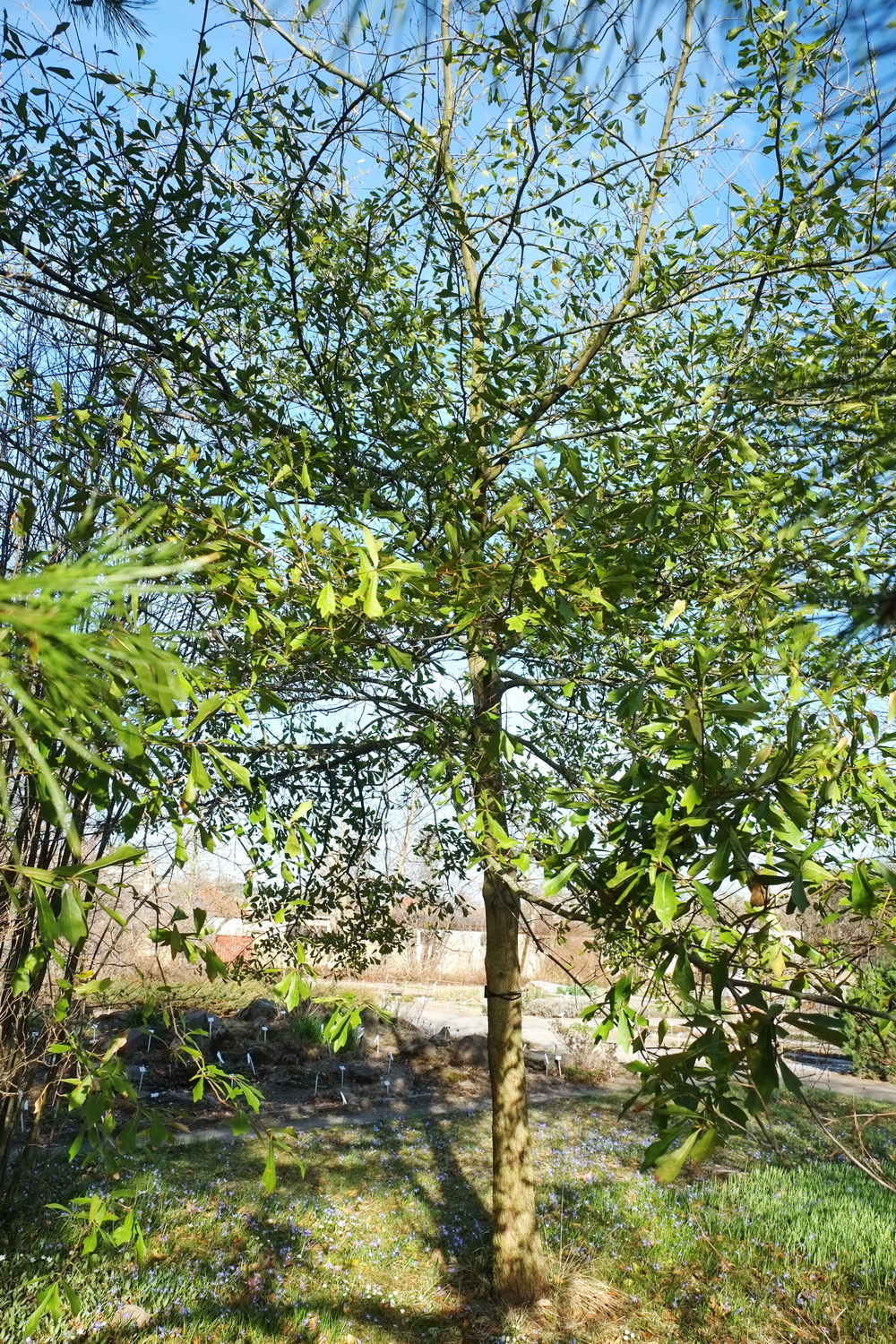 Quercus nigra - Dresden Botanischer Garten - März 2014
