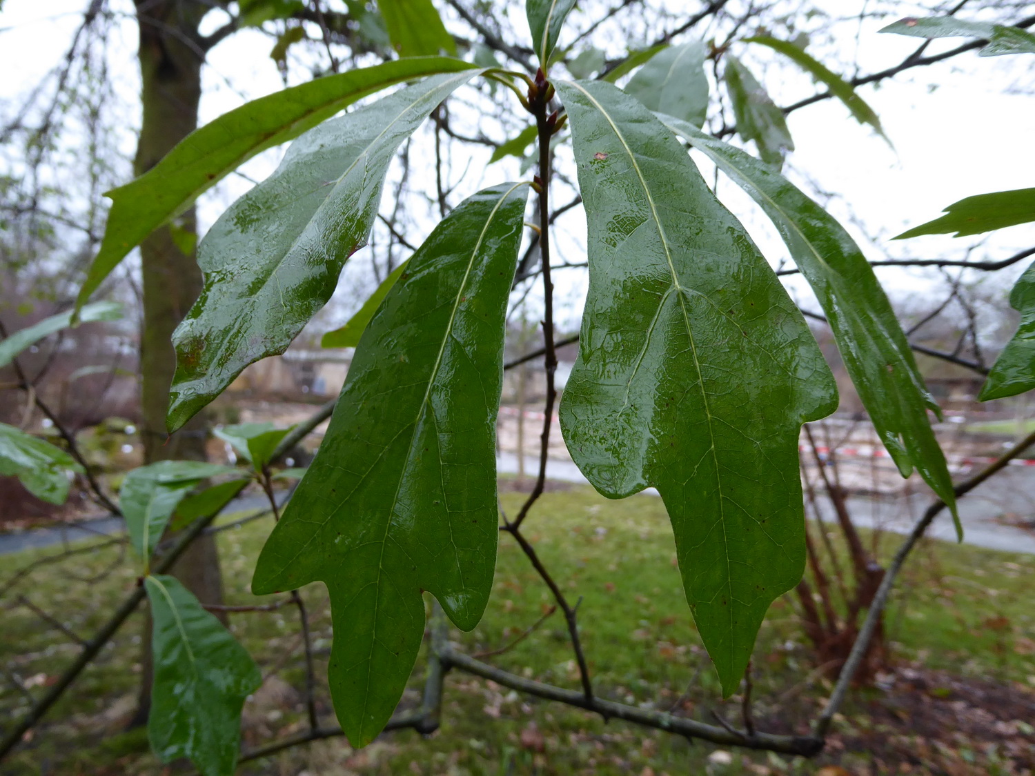 Quercus nigra - Dresden Botanischer Garten - Februar 2023