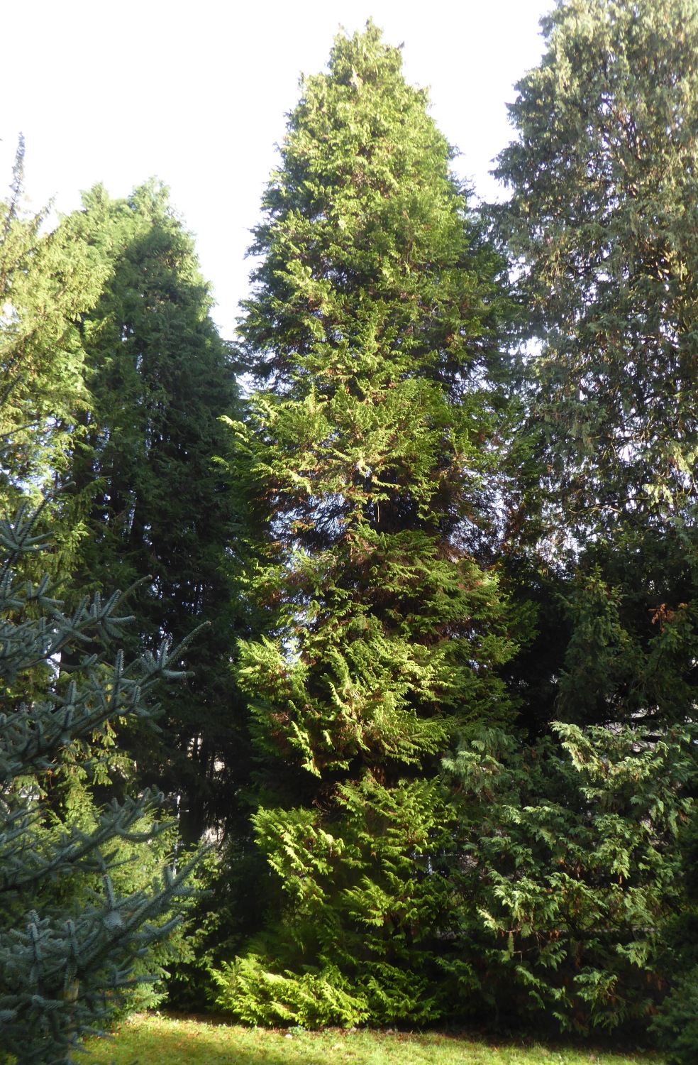 'Lutea' Chamaecyparis lawsoniana