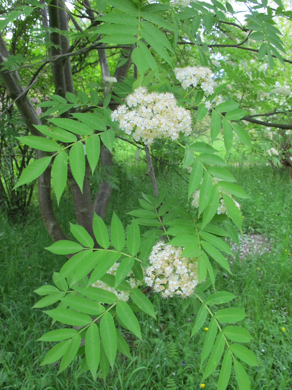 Sorbus commixta - Dresden Botanischer Garten - Mai 2013