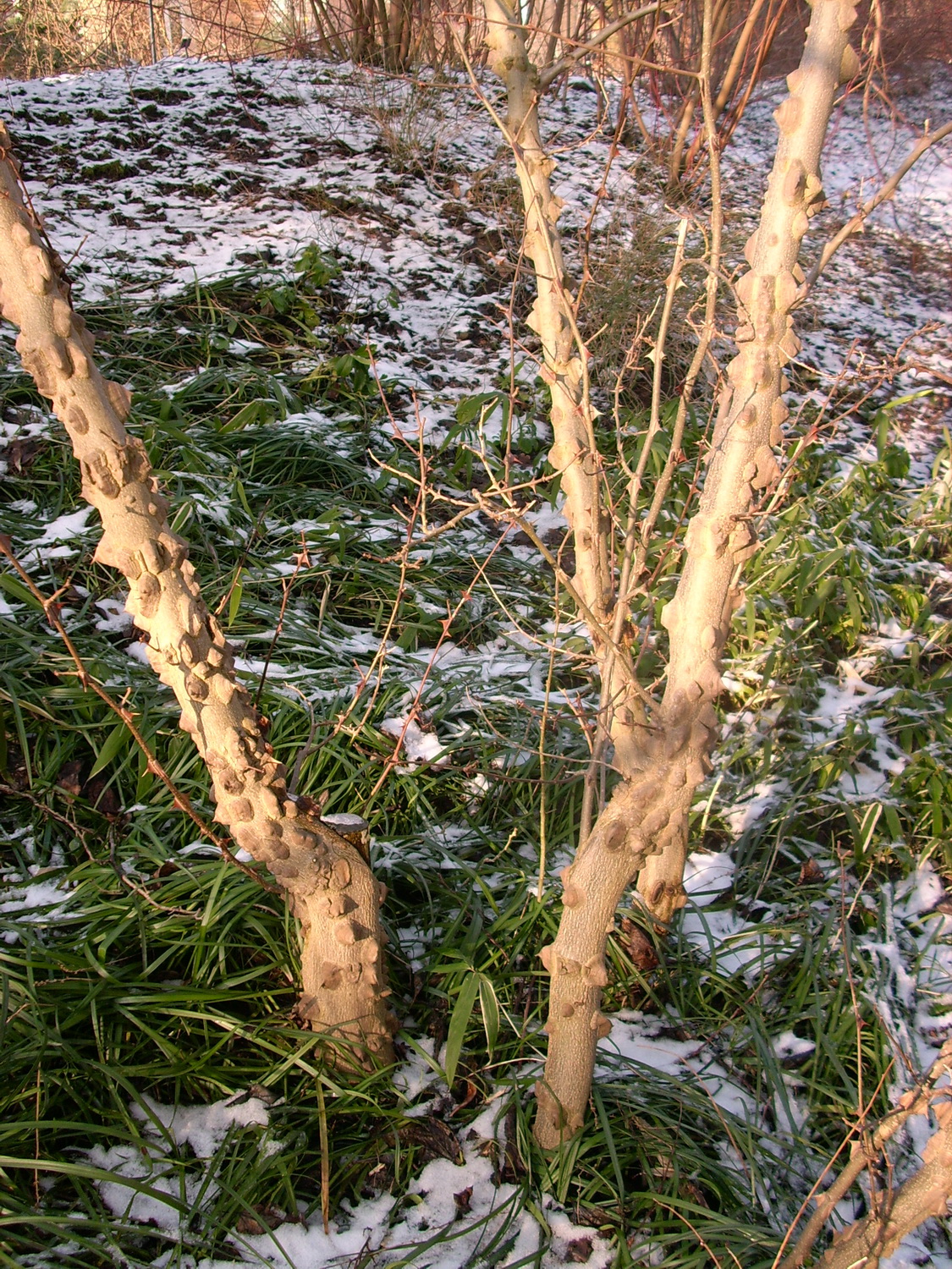 simulans Zanthoxylum