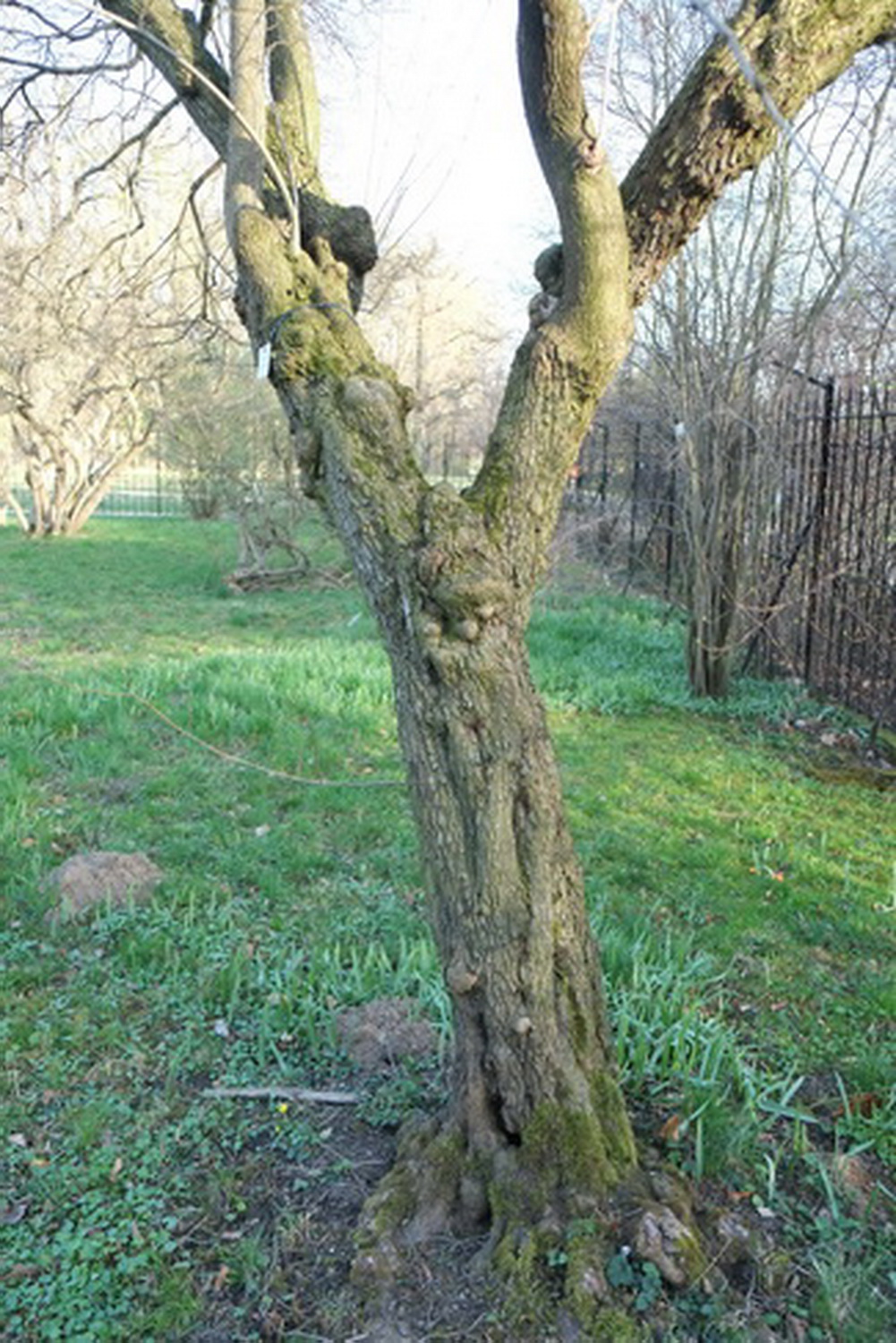 Cornus stricta - Dresden Botanischer Garten - März 2014