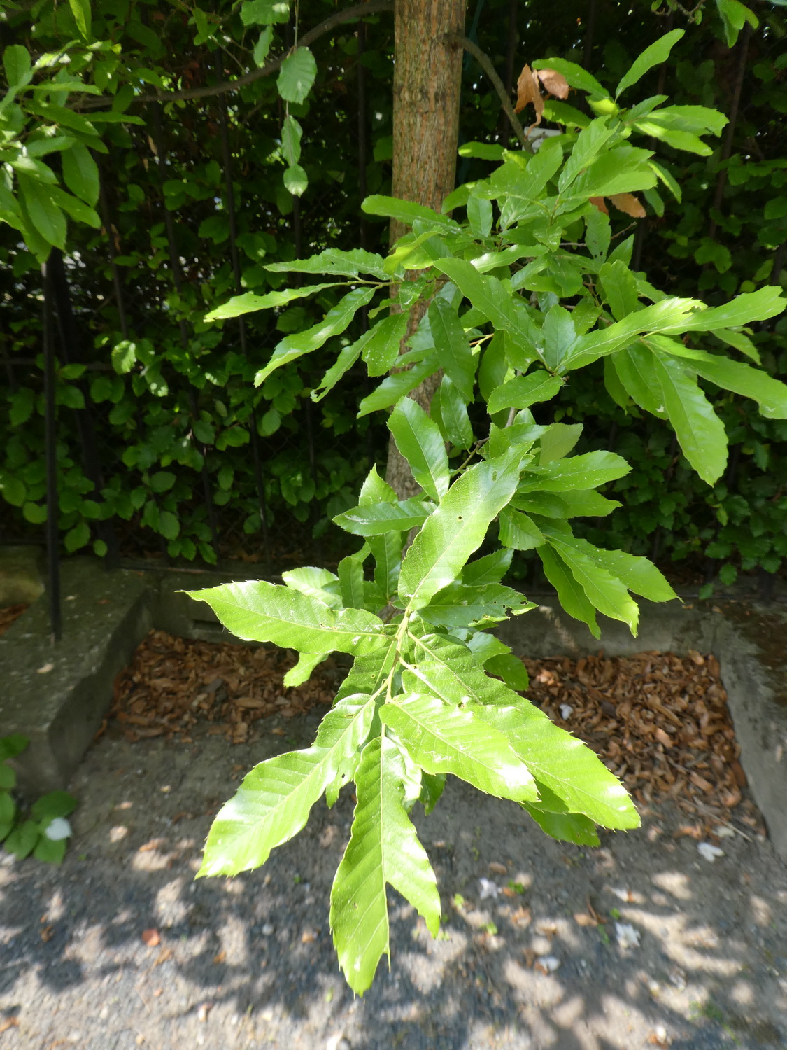 Quercus acutissima - Dresden Botanischer Garten -Mai 2018