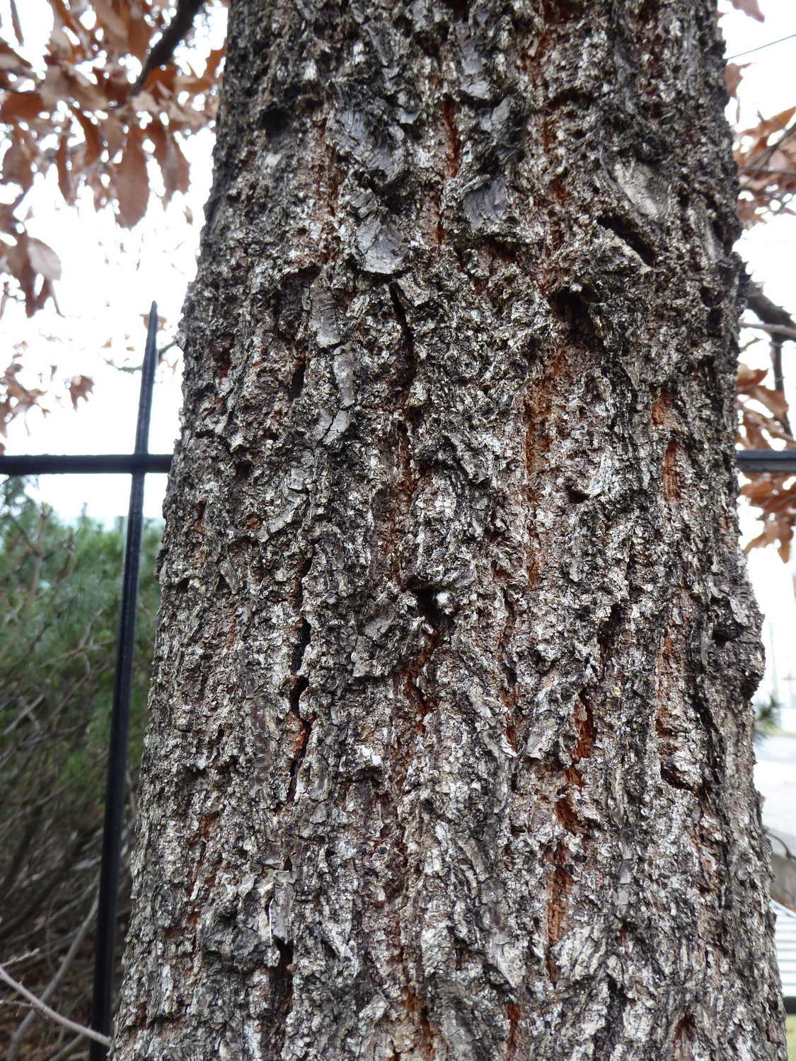 Quercus acutissima - Dresden Botanischer Garten - Januar 2023