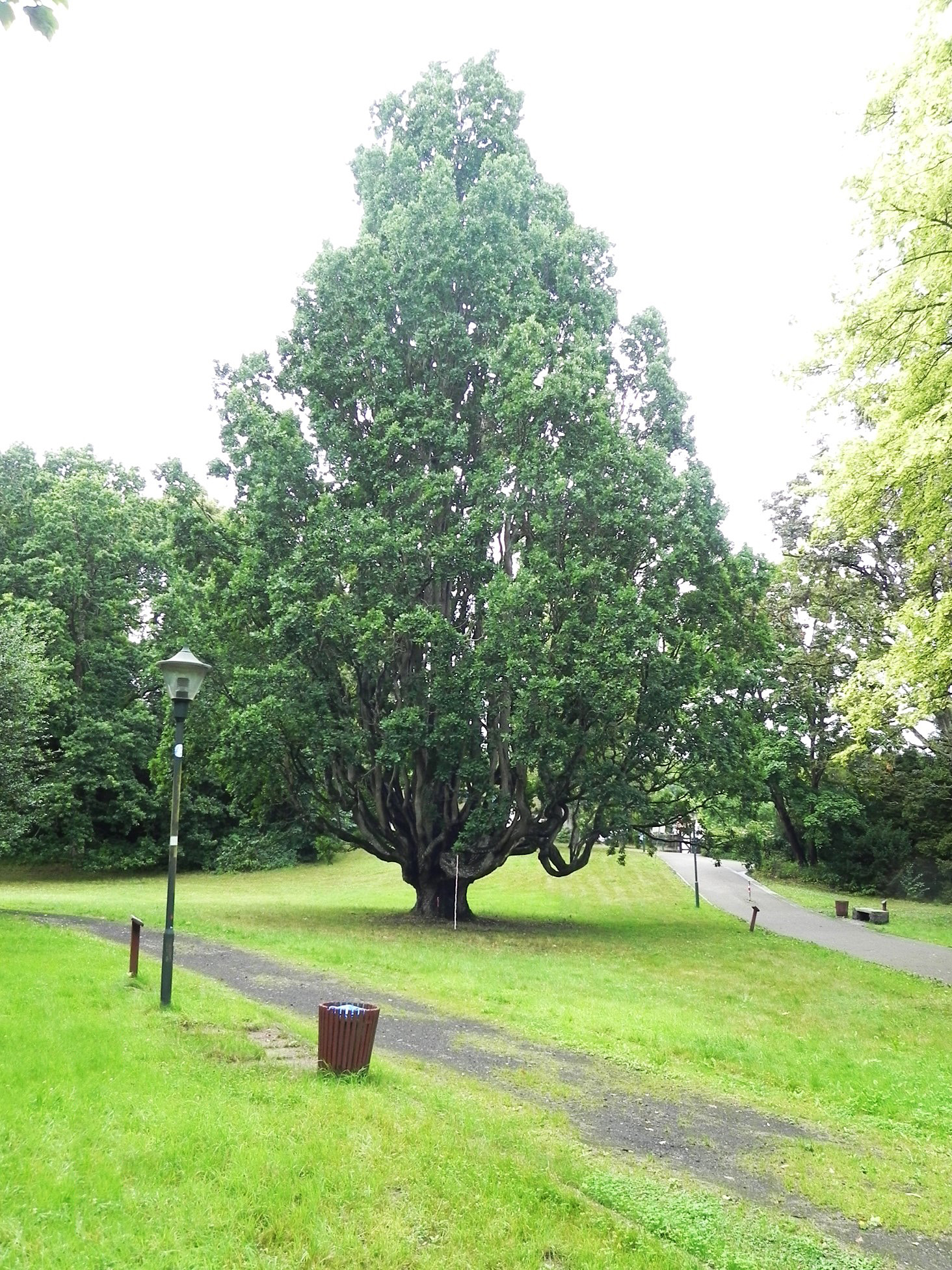 Säulen-Eiche - Schlosspark Ralswiek - Juli 2025