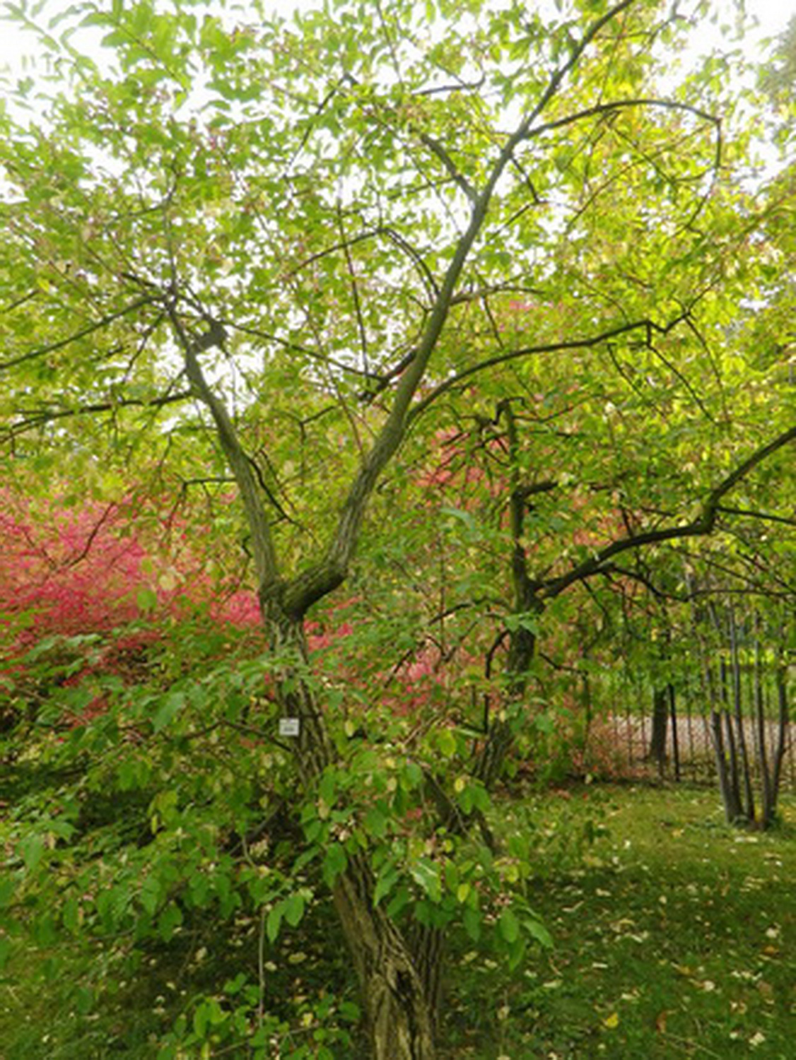 Euonymus hamiltonianus