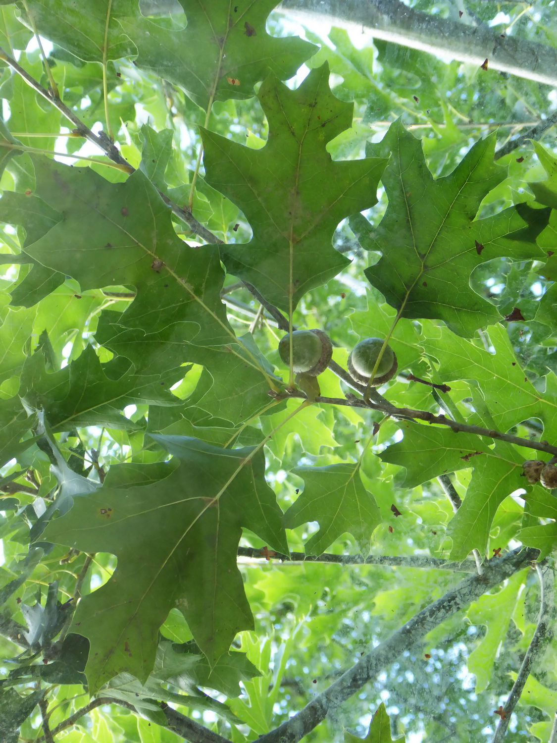 Quercus shumardii - Dresden Botanischer Garten - September 2015