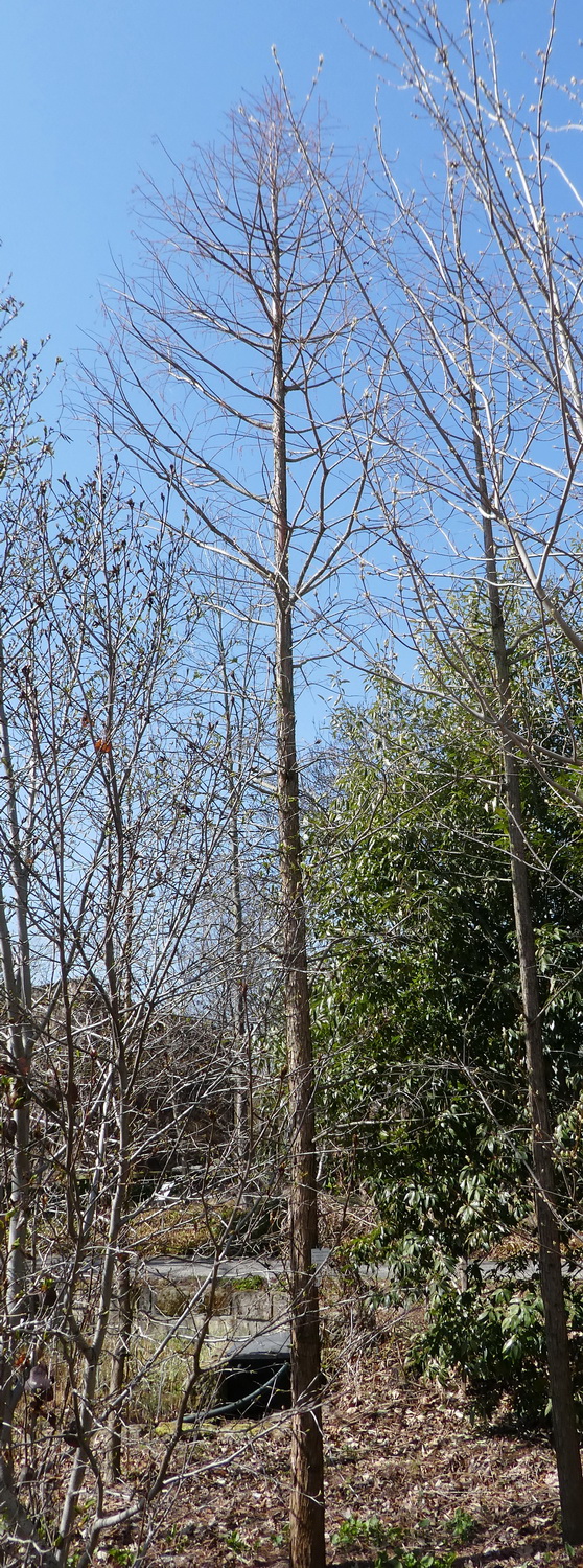 distichum Taxodium var. imbricarium