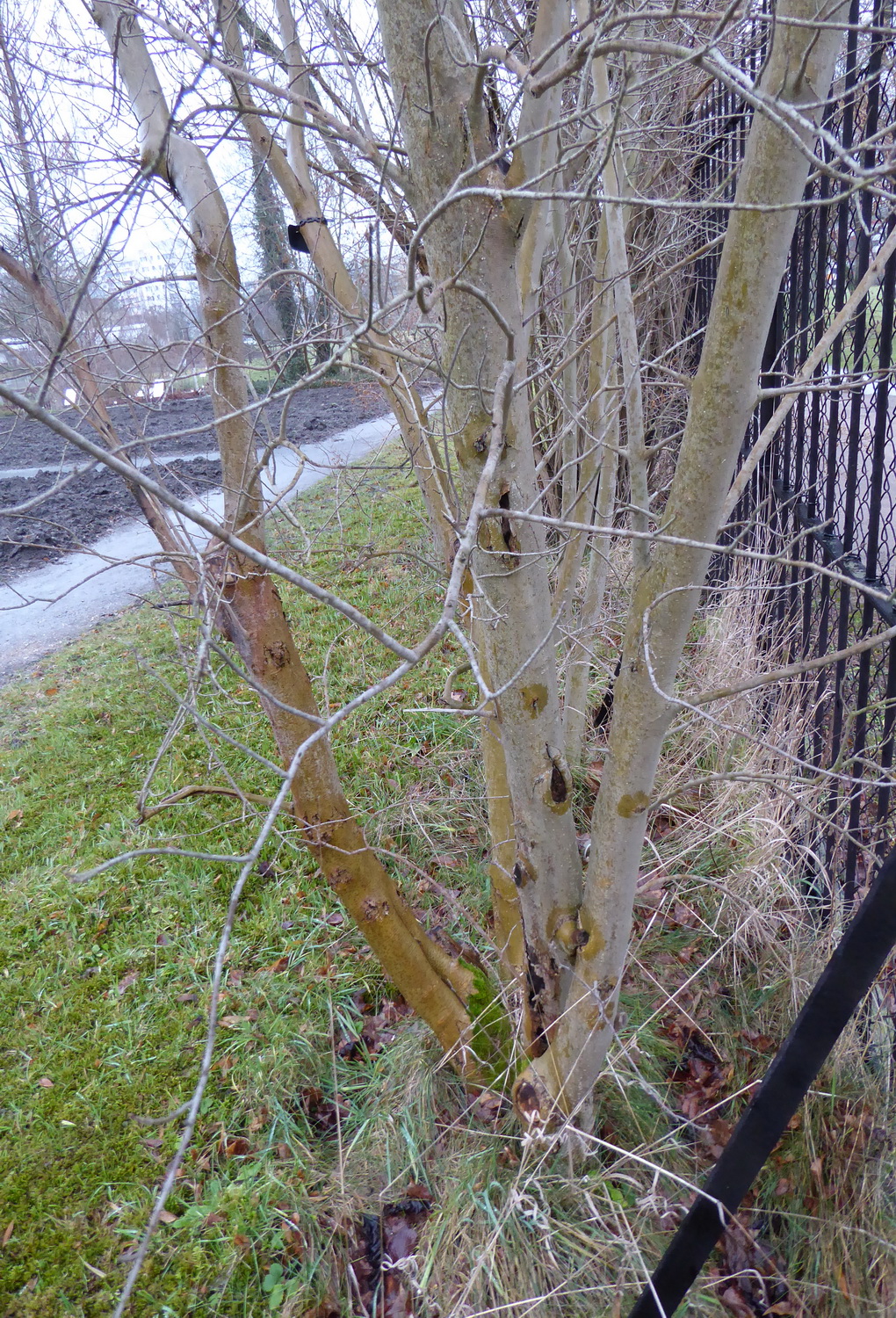 acuminata Forestiera