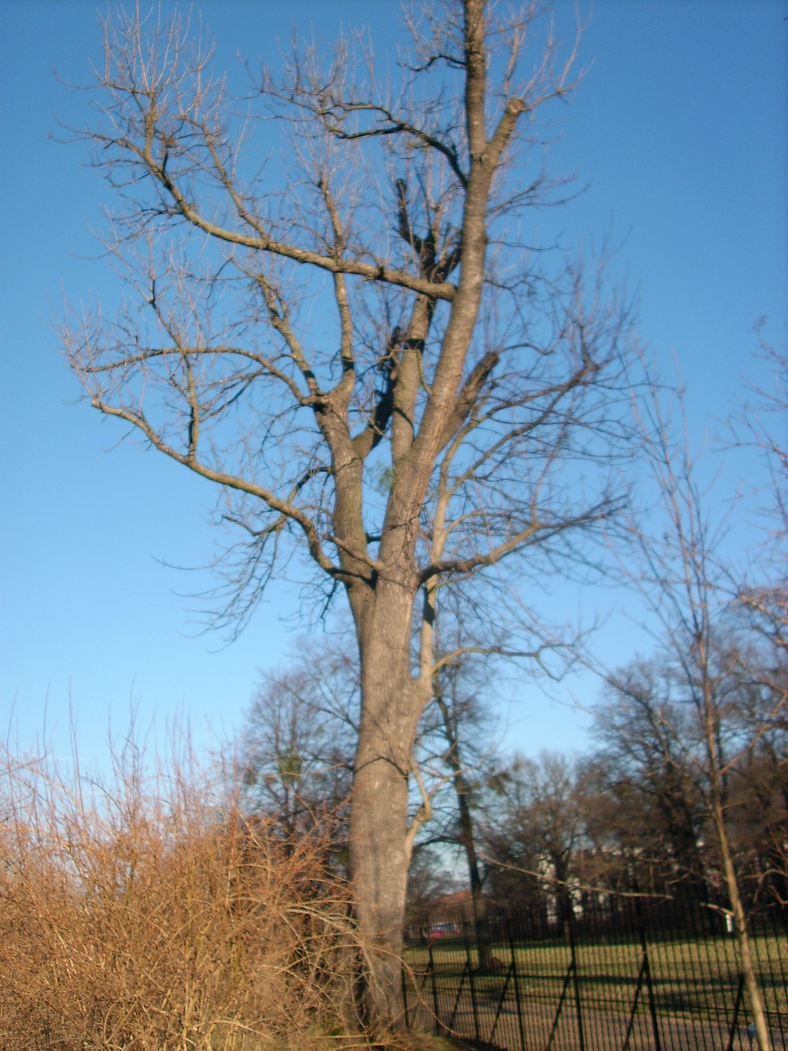 Fraxinus pennsylvanica