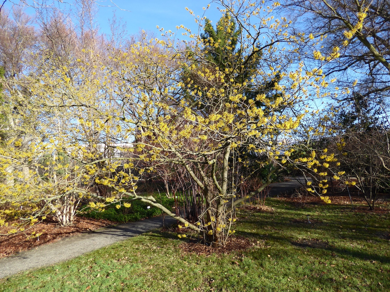 Hamamelis mollis