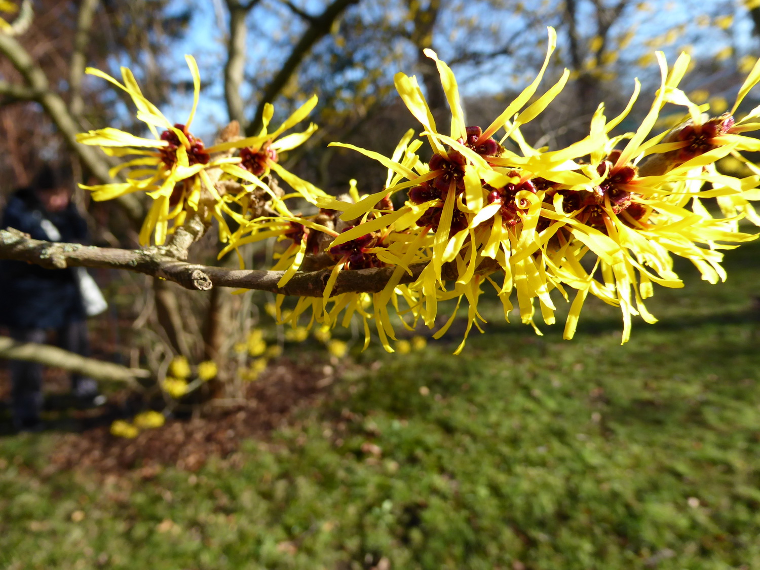 Hamamelis mollis - Dresden Botanischer Garten - Januar 2023