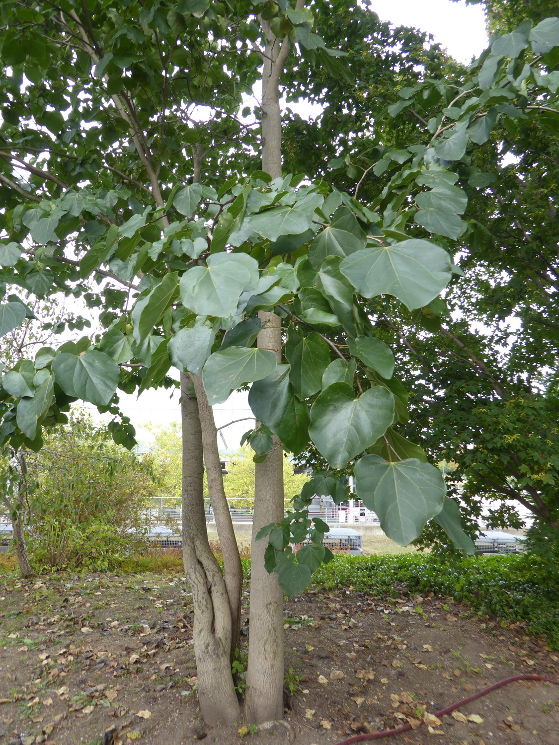 Cercis gigantea - Dresden Botanischer Garten - Oktober 2021