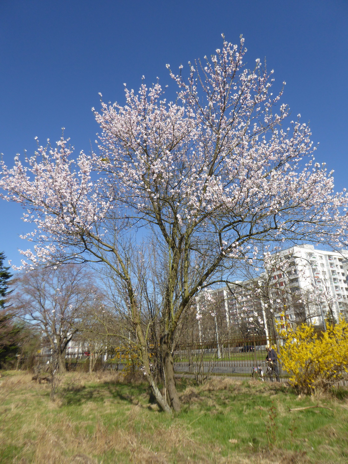 'Pollardii' × amygdalo-persica Prunus