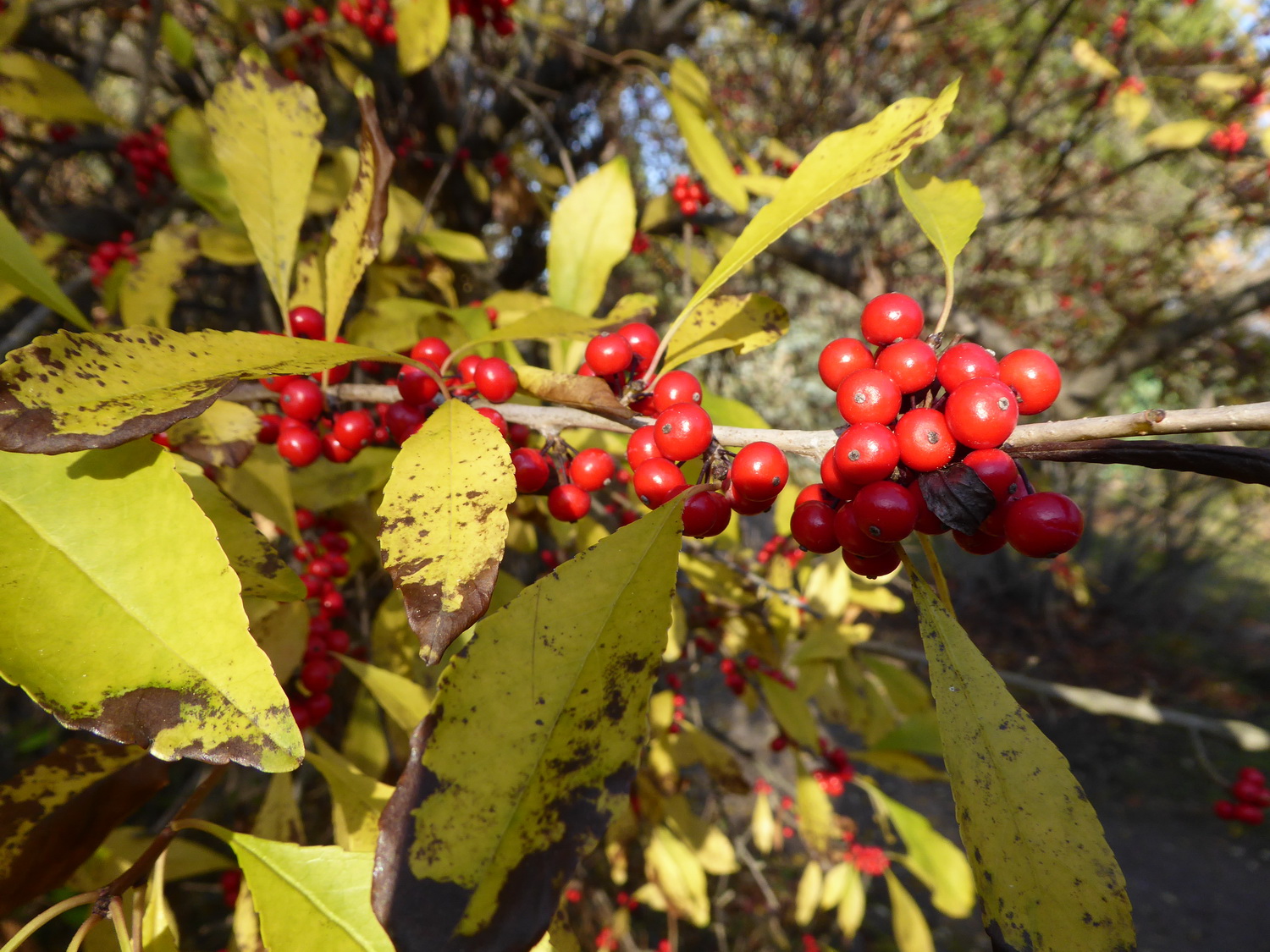 Ilex decidua - Dresden Botanischer Garten - November 2020