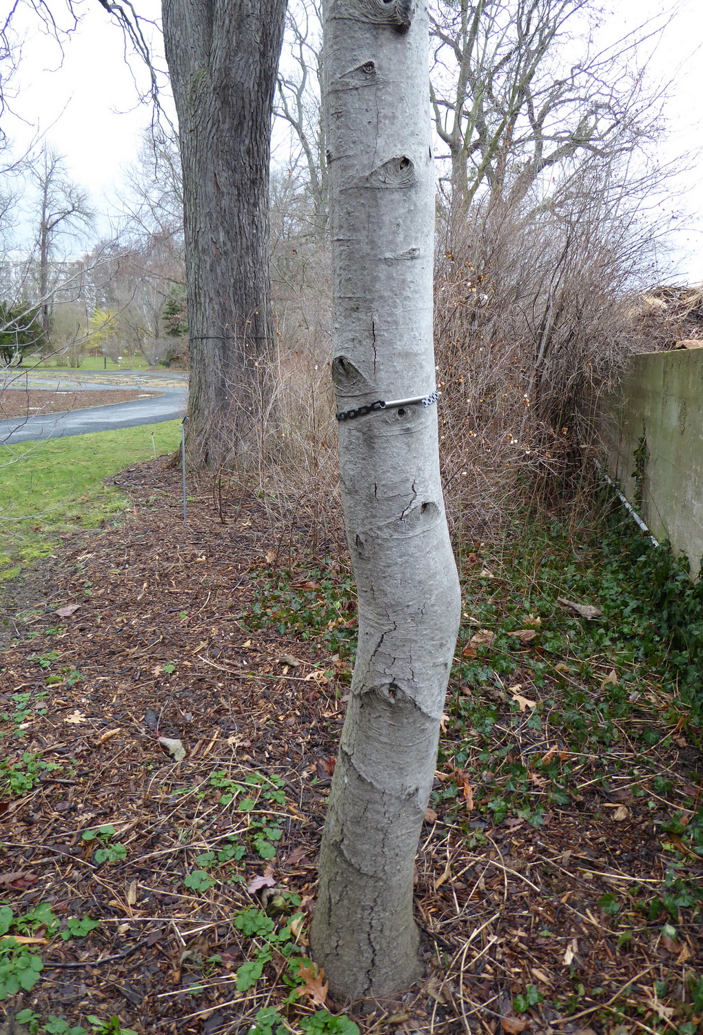 Alnus rhombifolia - Dresden Botanischer Garten - Februar 2023