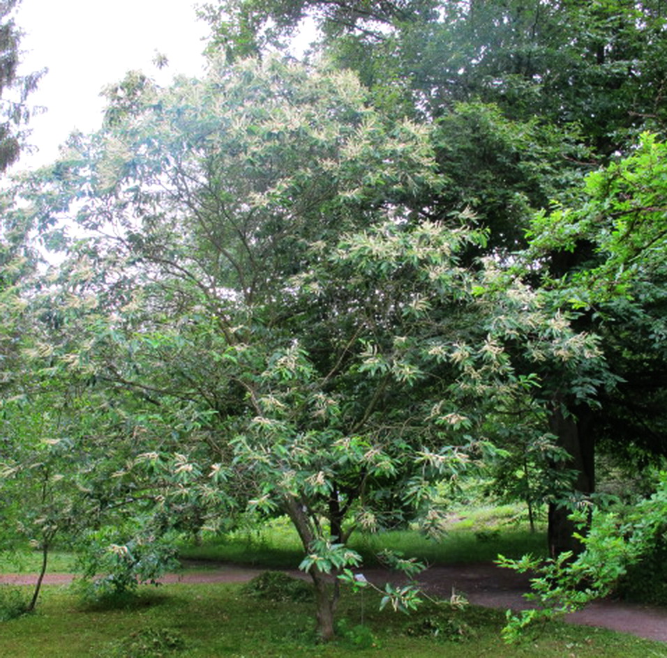 Castanea pumila