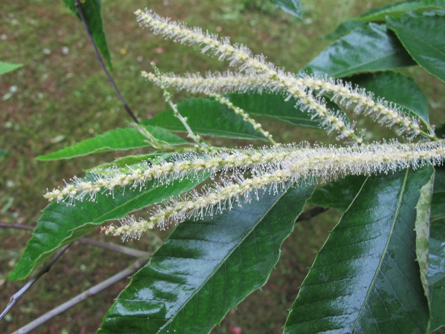 Castanea pumila - Dresden Botanischer Garten - Juni 2013
