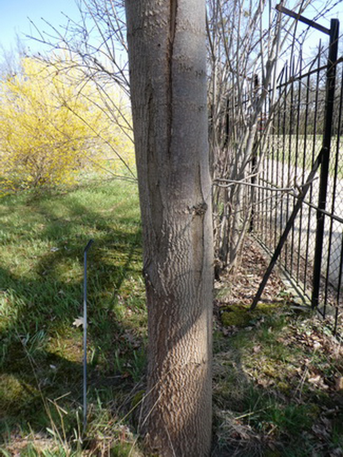 Fraxinus nigra - Dresden Botanischer Garten - April 2018