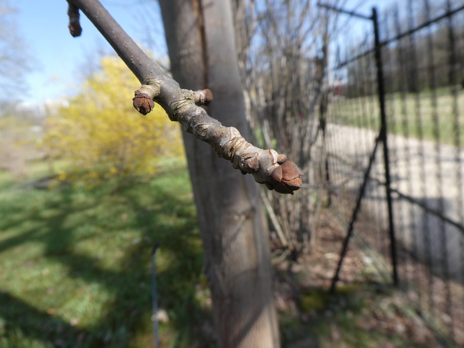 Fraxinus nigra - Dresden Botanischer Garten - April 2018