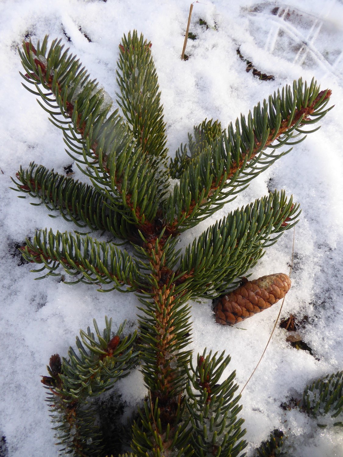 Picea koyamai - Dresden Botanischer Garten - Dezember 2021