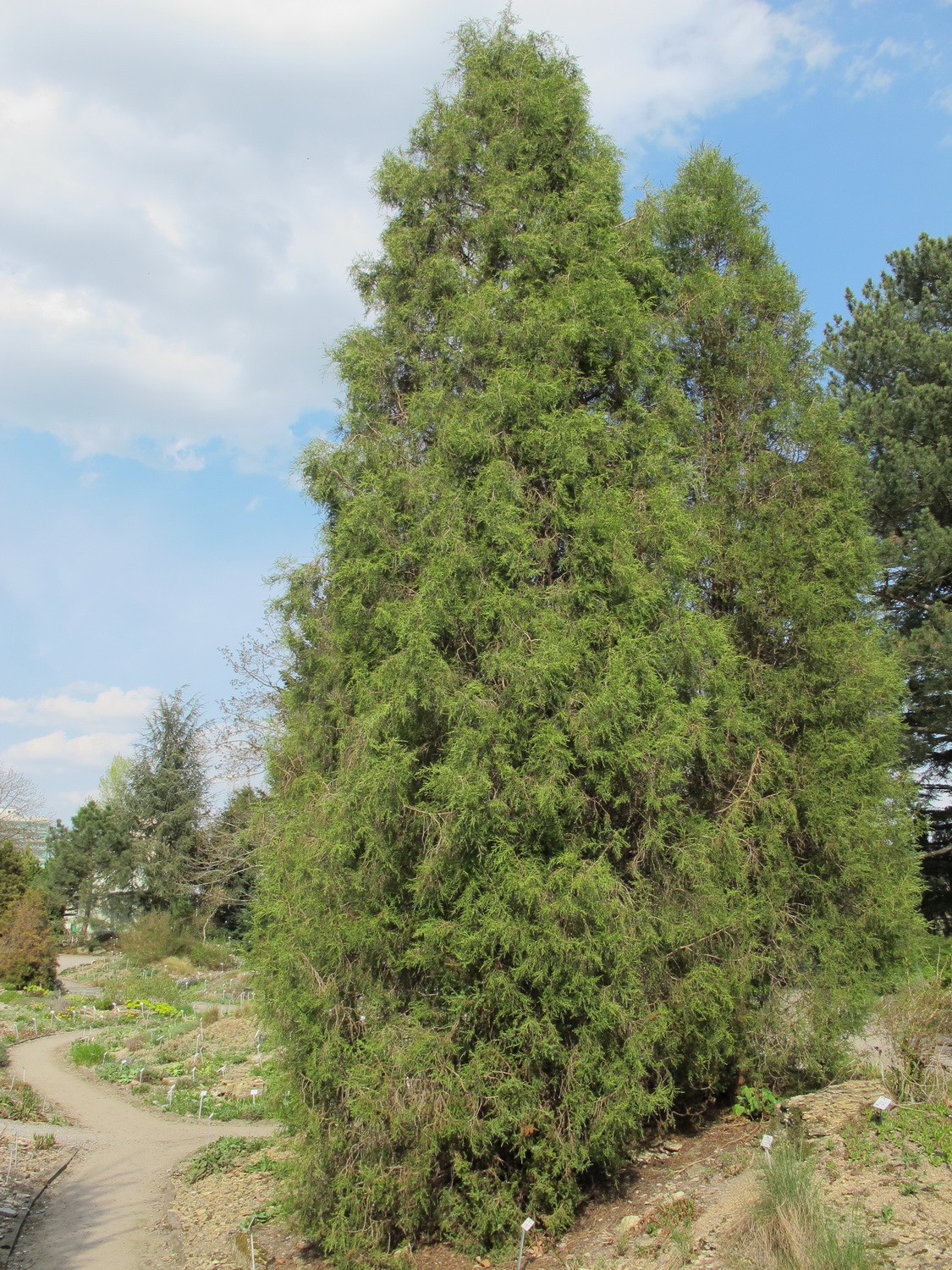 excelsa Juniperus subsp. polycarpos