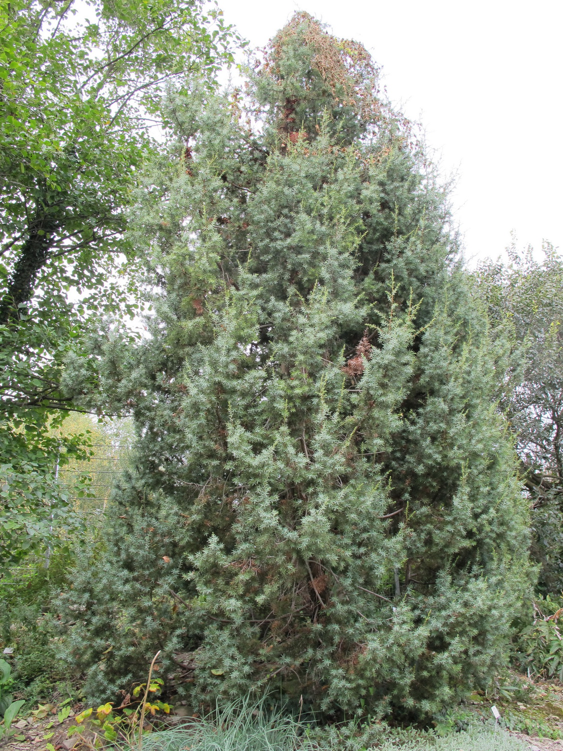 Juniperus oxycedrus