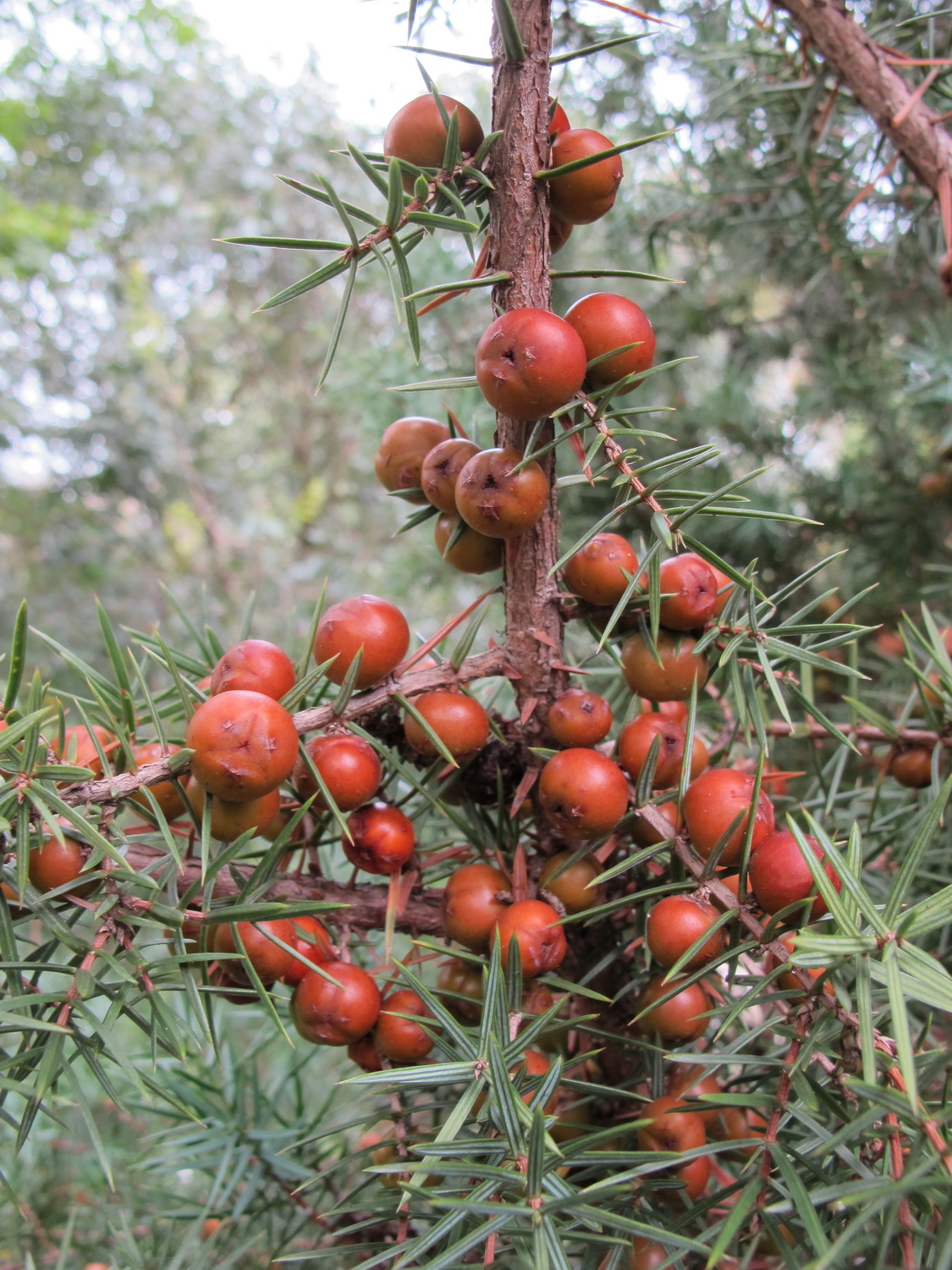 Juniperus oxycedrus - Dresden Botanischer Garten - Oktober 2012