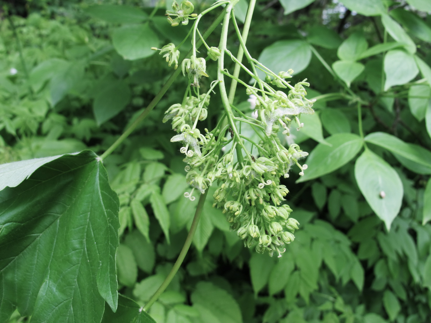 Acer heldreichii subsp. trautvetteri - Dresden Botanischer Garten - Mai 2013