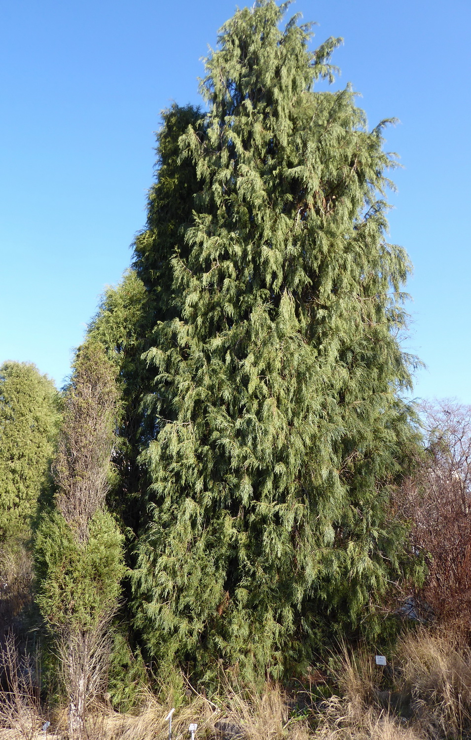 Juniperus semiglobosa