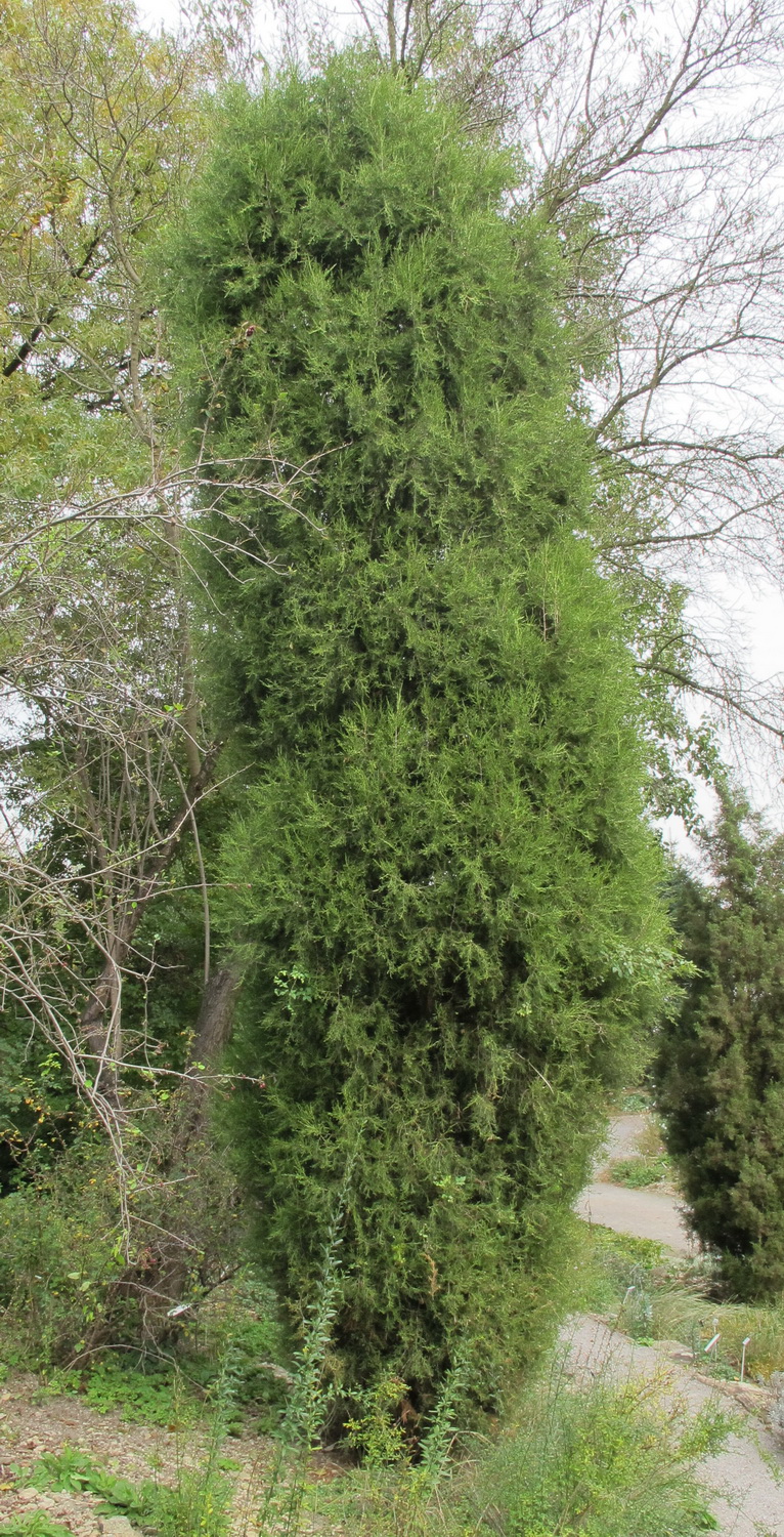 Juniperus thurifera