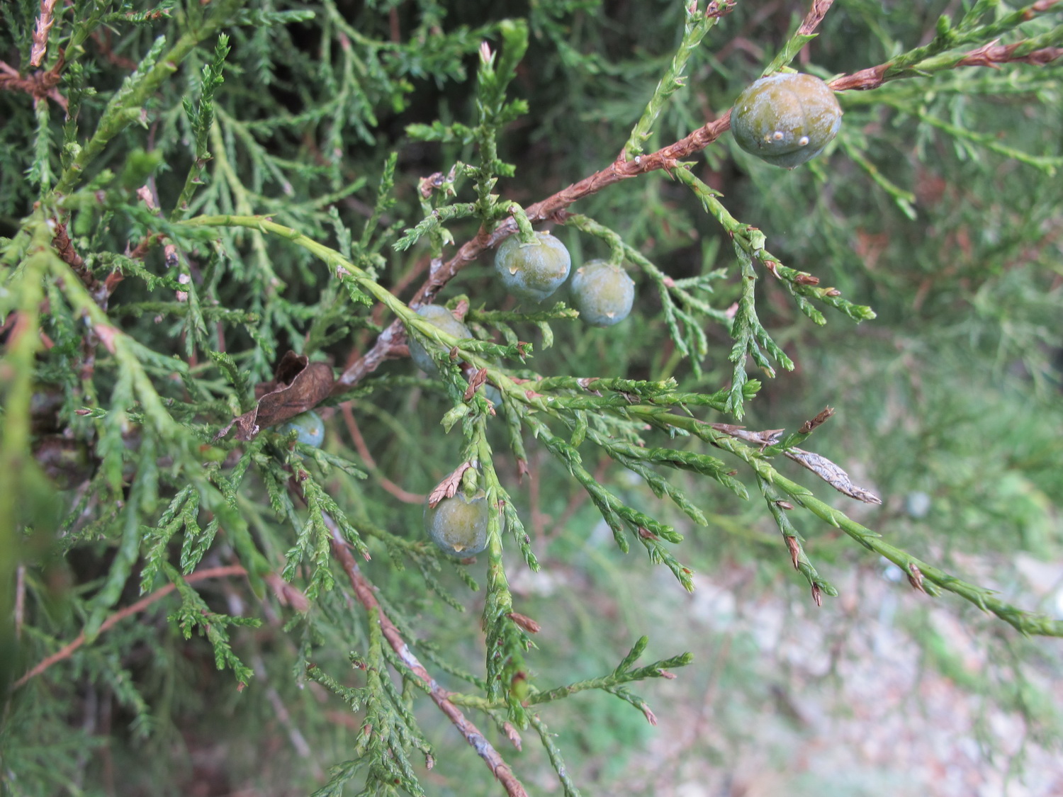 Juniperus thurifera - Dresden Botanischer Garten - Oktober 2012