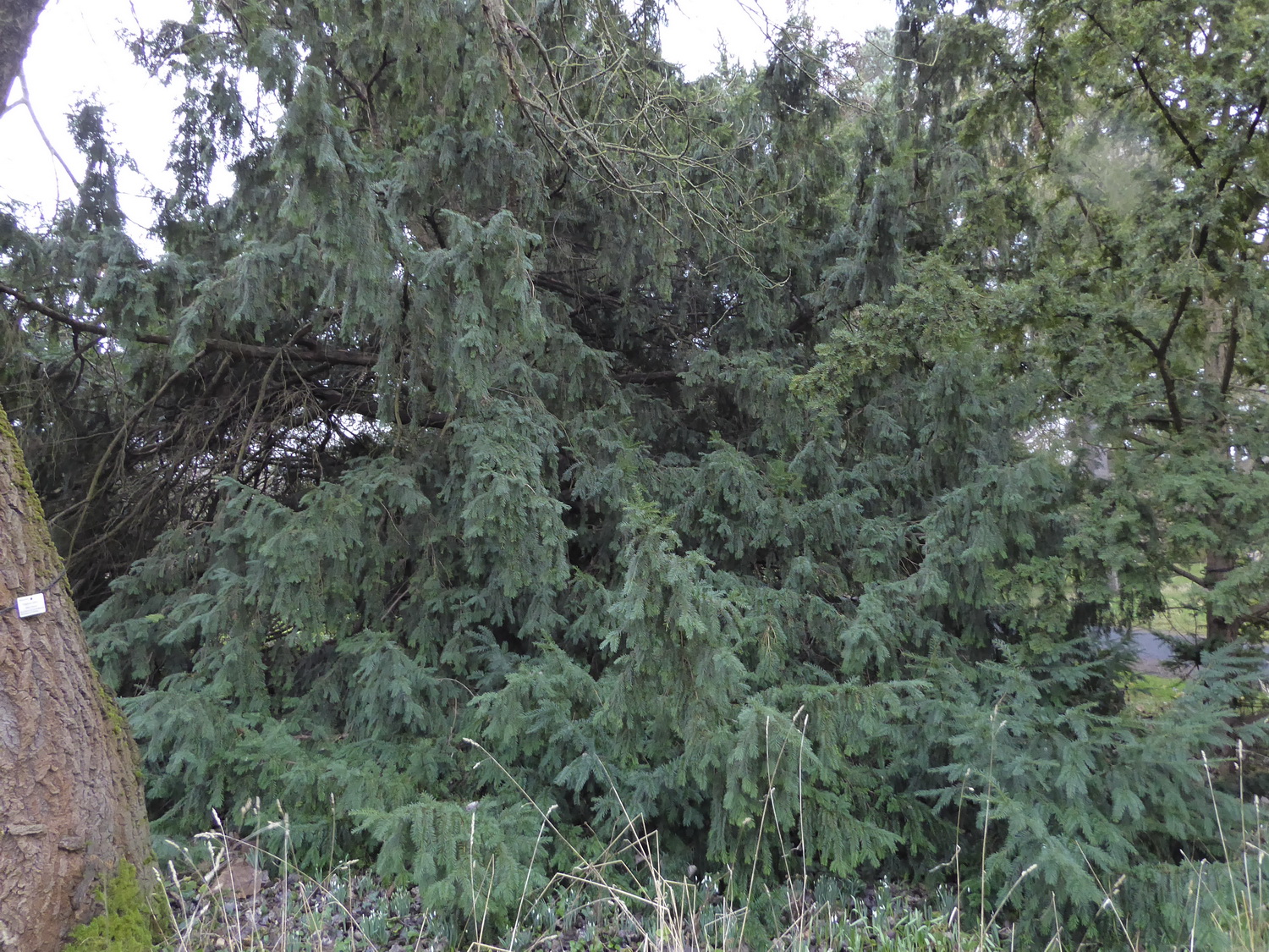 'Dovastoniana' baccata Taxus